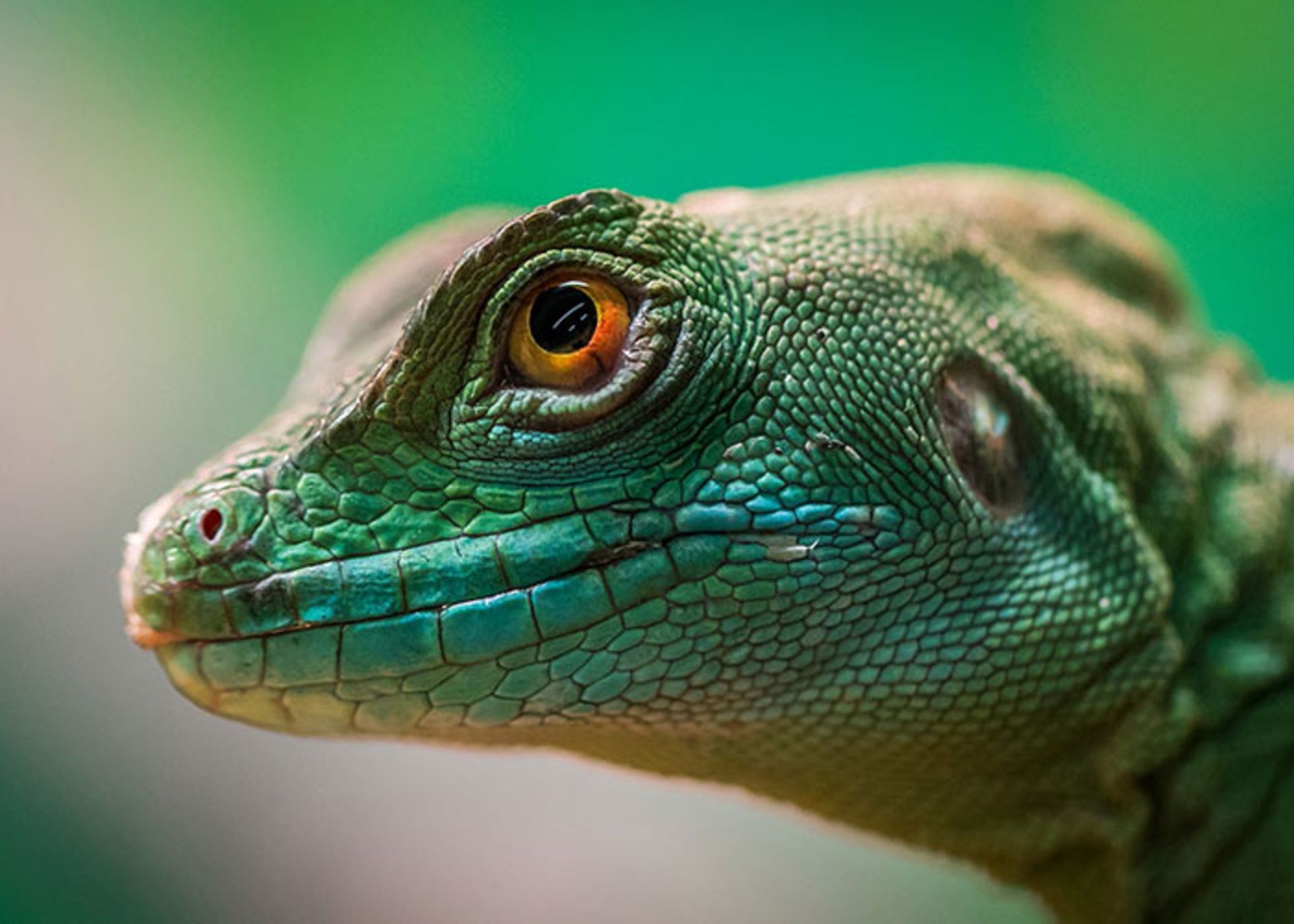 ماکرو(MACROPIC)