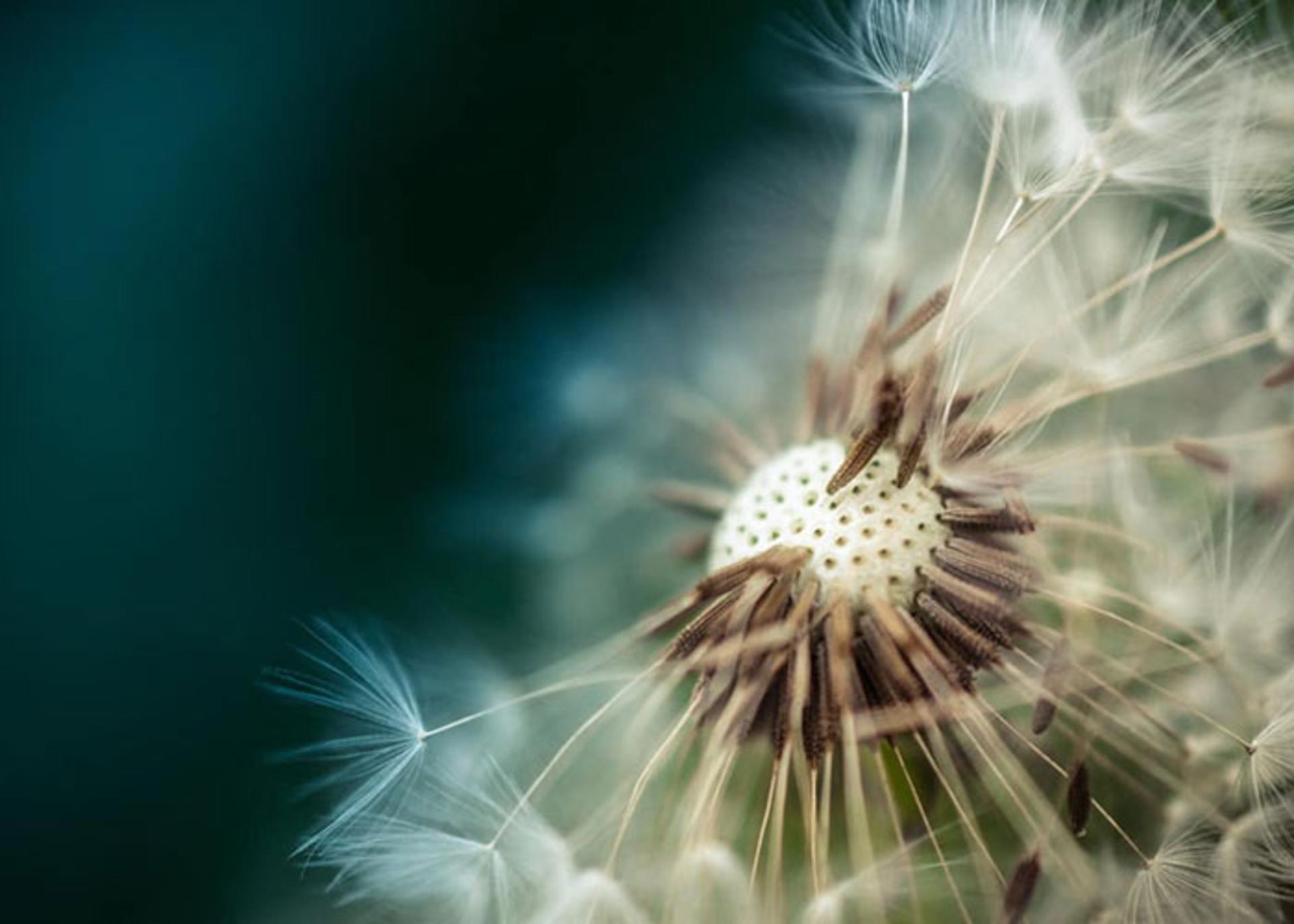 ماکرو(MACROPIC)