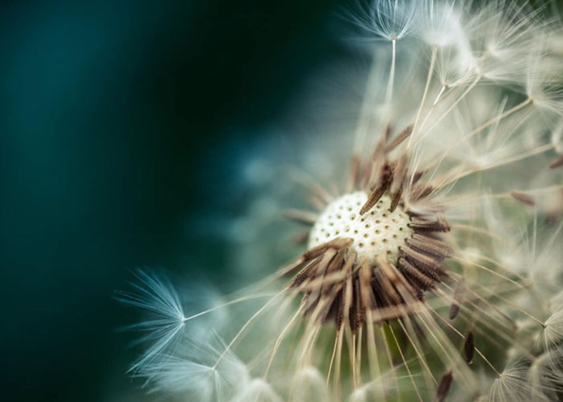 ماکرو(MACROPIC)