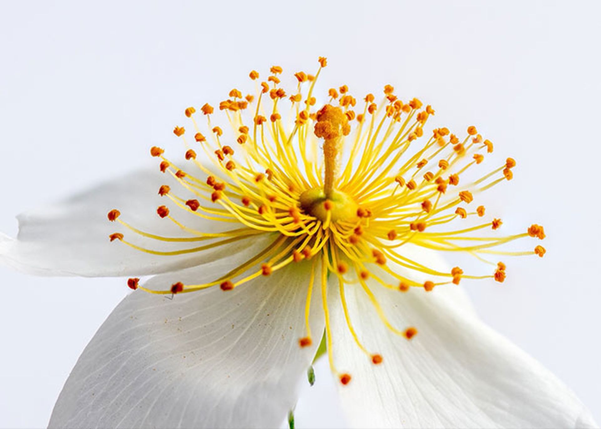 ماکرو(MACROPIC)