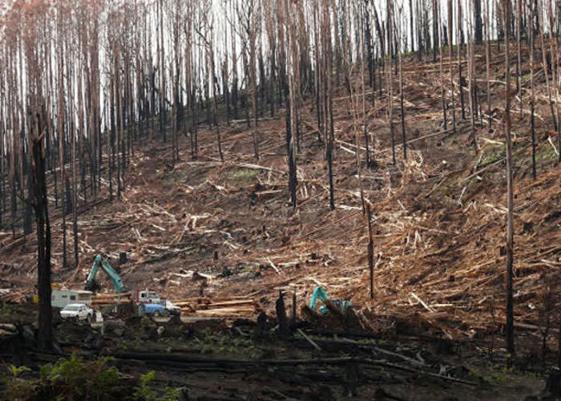 آتش سوزی جنگل