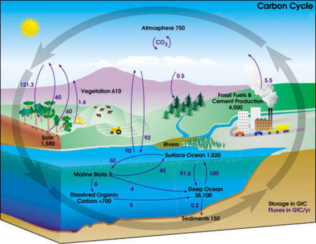 چرخه ی کربن / carbon cycle
