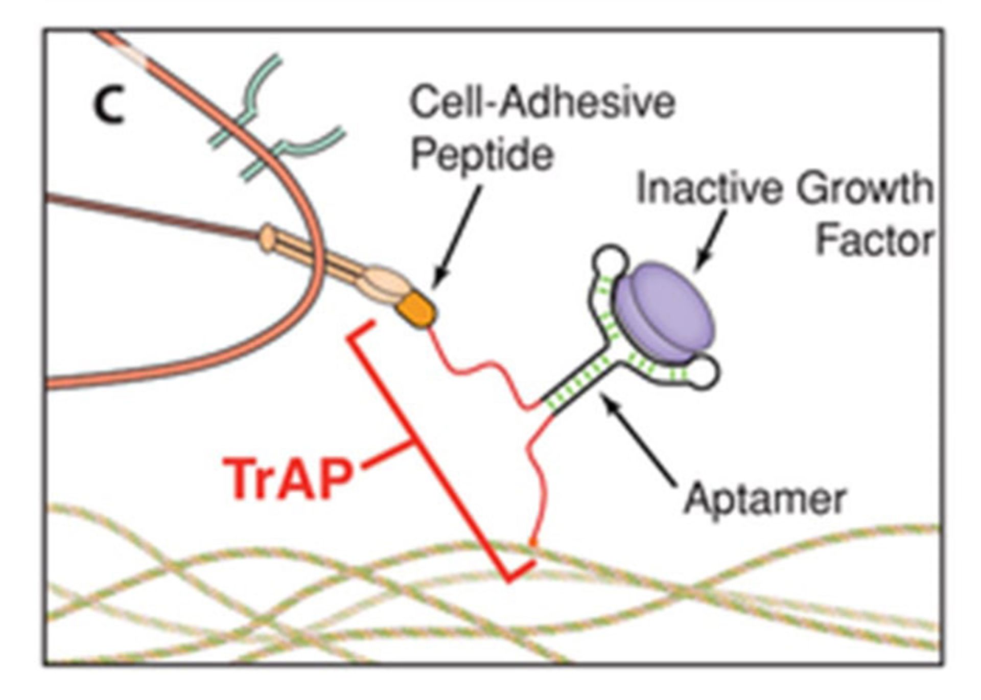 ملکول های جدید ترمیم زخم