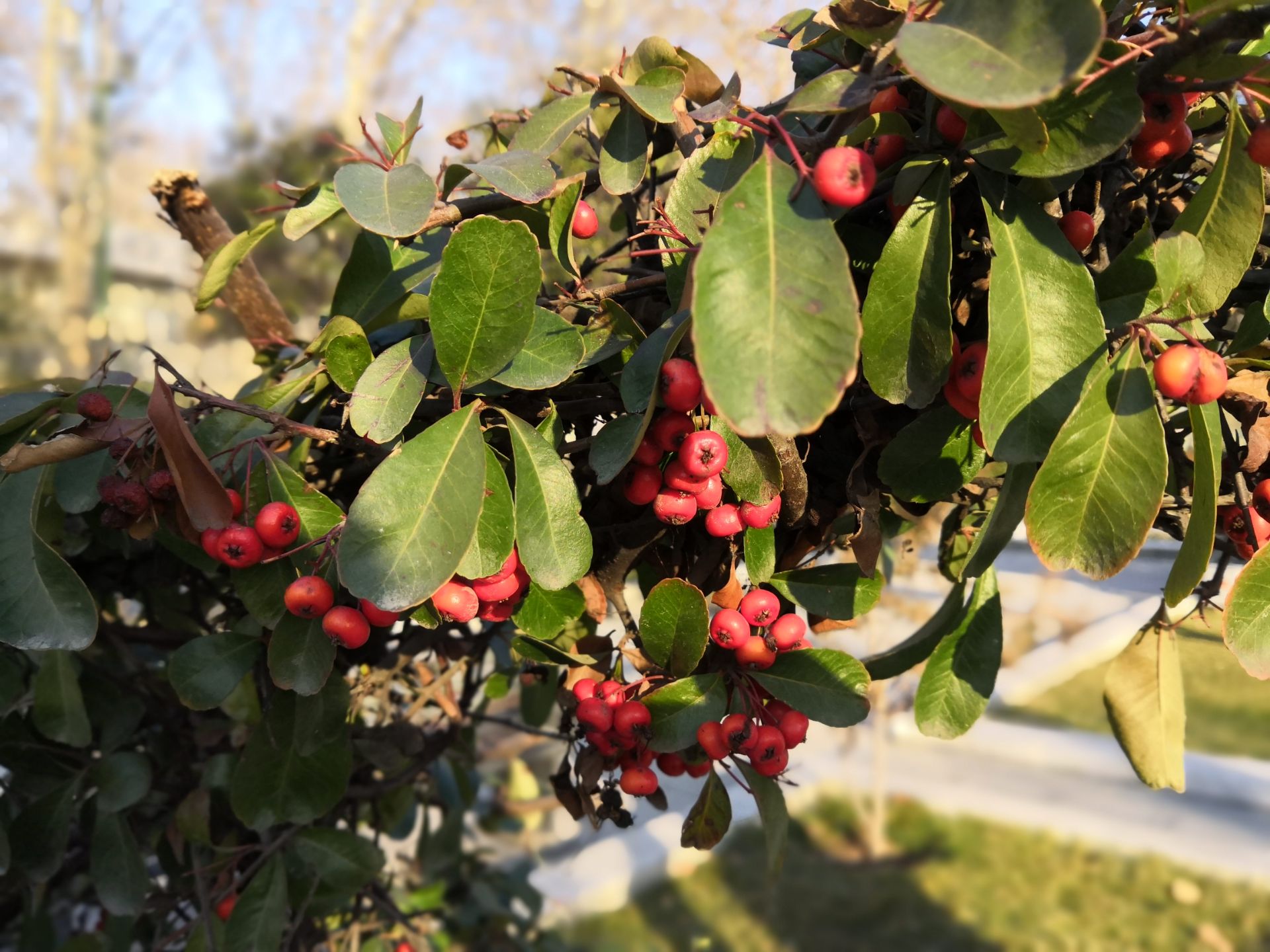 نمونه عکس دوربین نوا 3 هواوی