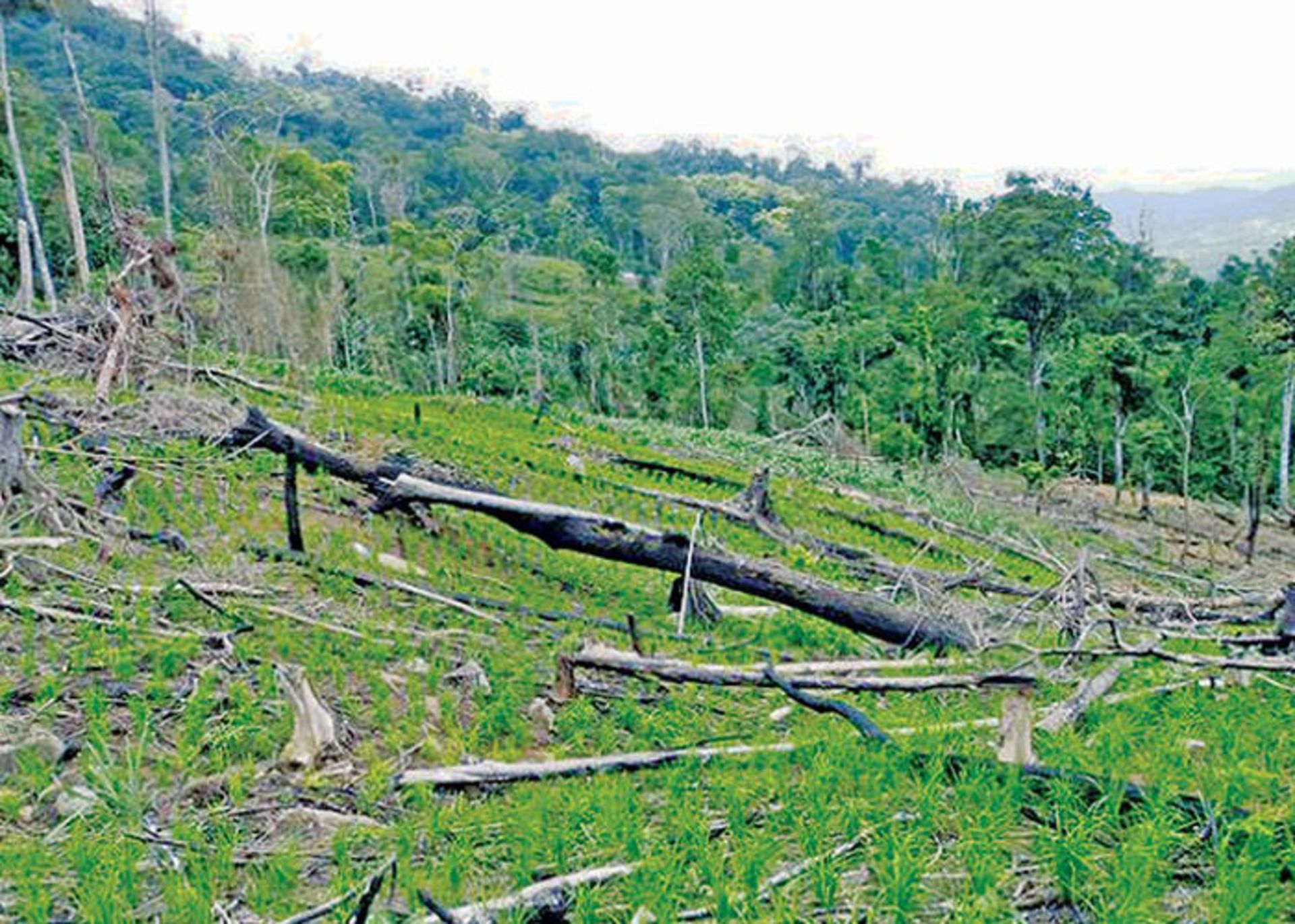 آتش سوزی جنگل