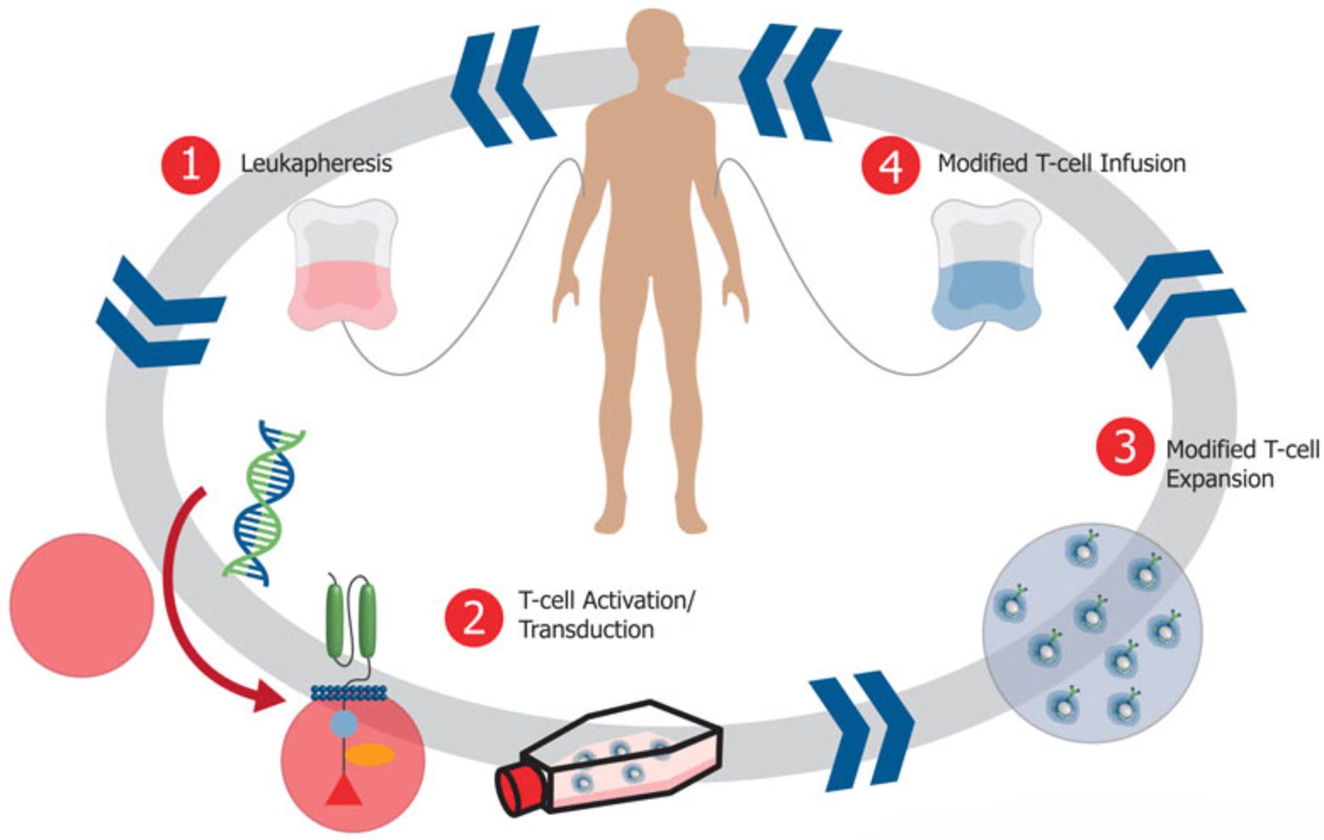 سلول درمانی / cell therapy