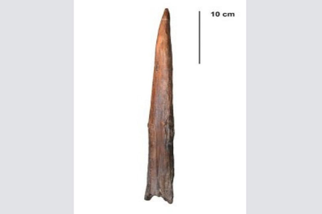 neanderthal