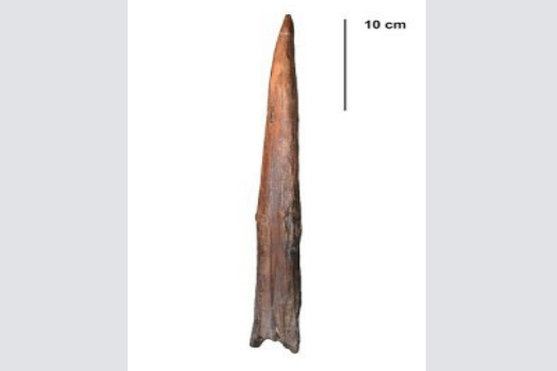 neanderthal