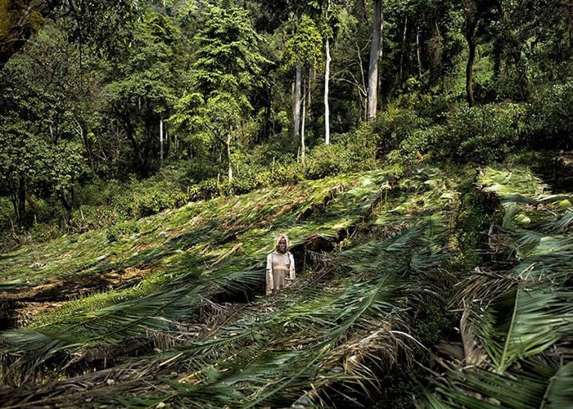 پرورشگاه قهوه