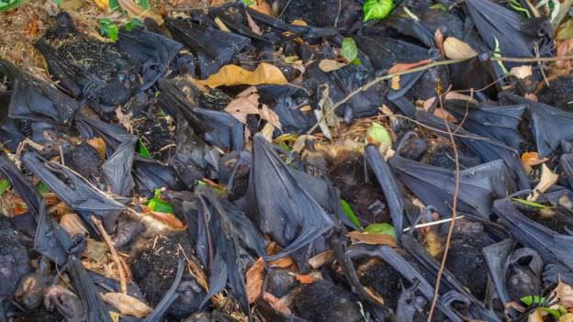 Australian Bat / خفاش استرالیایی