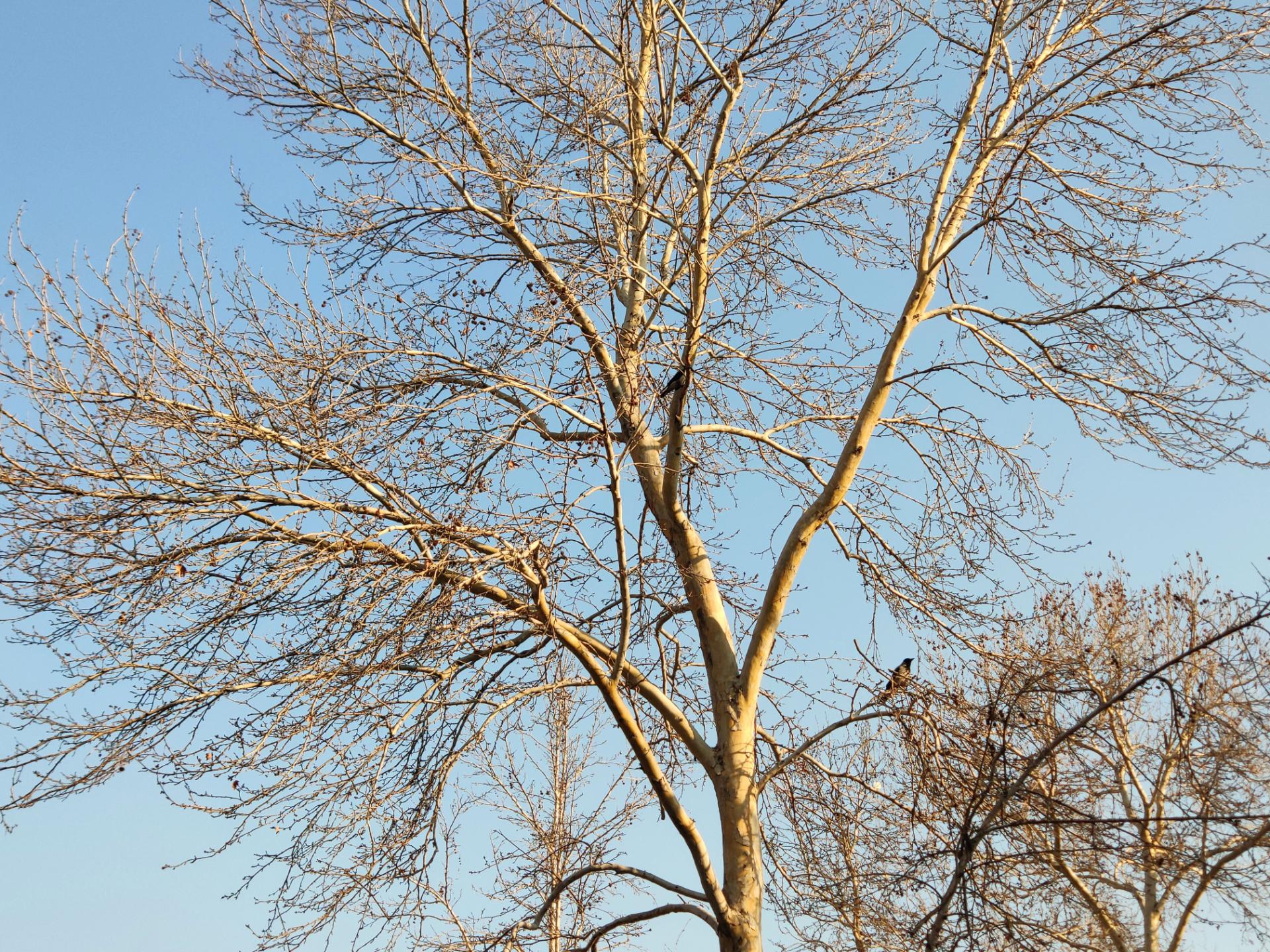 نمونه عکس شیائومی می ۸ 