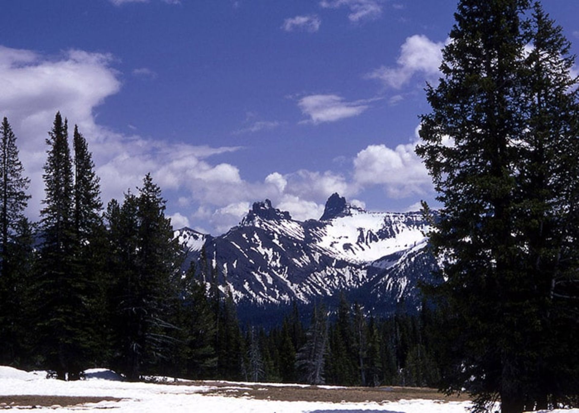 جنگل های مناطق مرتفع