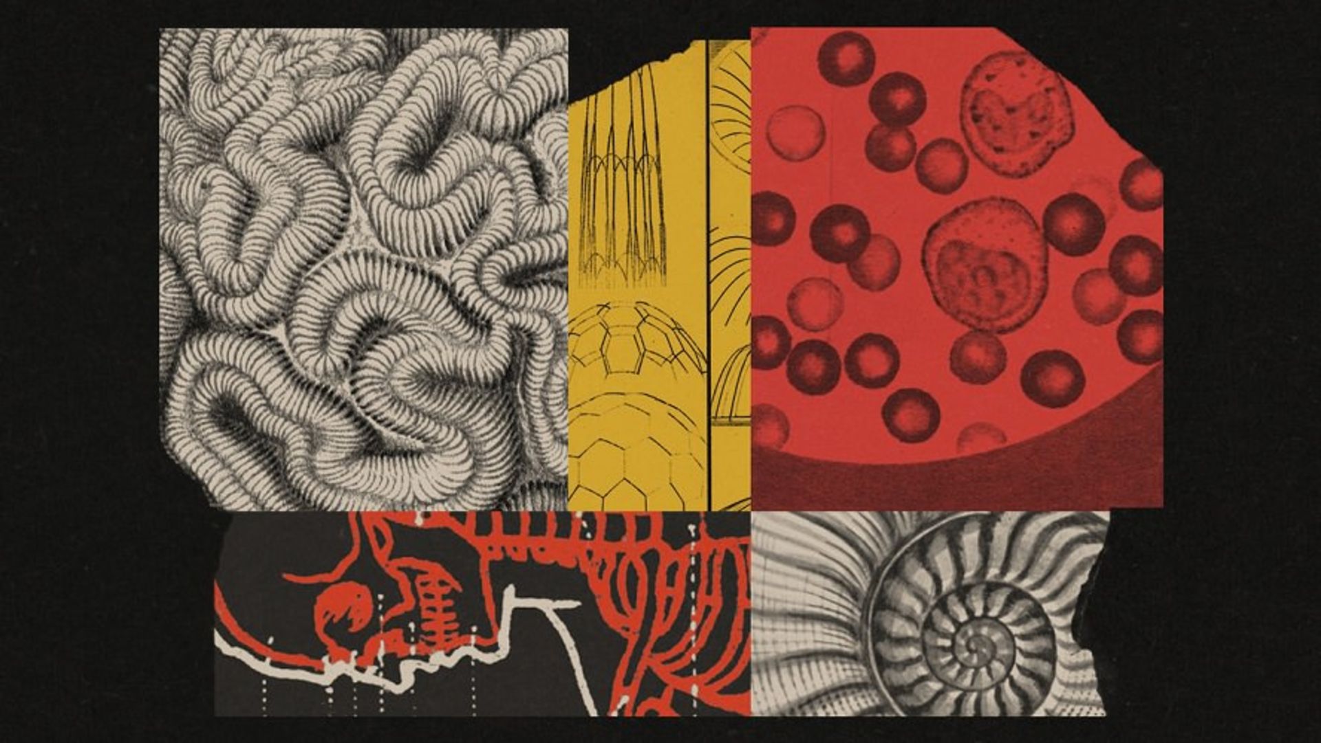  Chinese science / علوم چینی