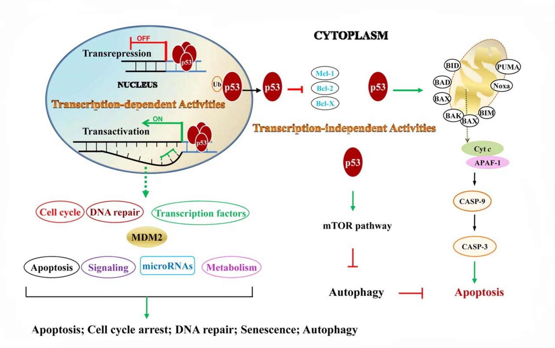 ژن‌های مهارکننده‌ی توموری / Tumor suppressor genes