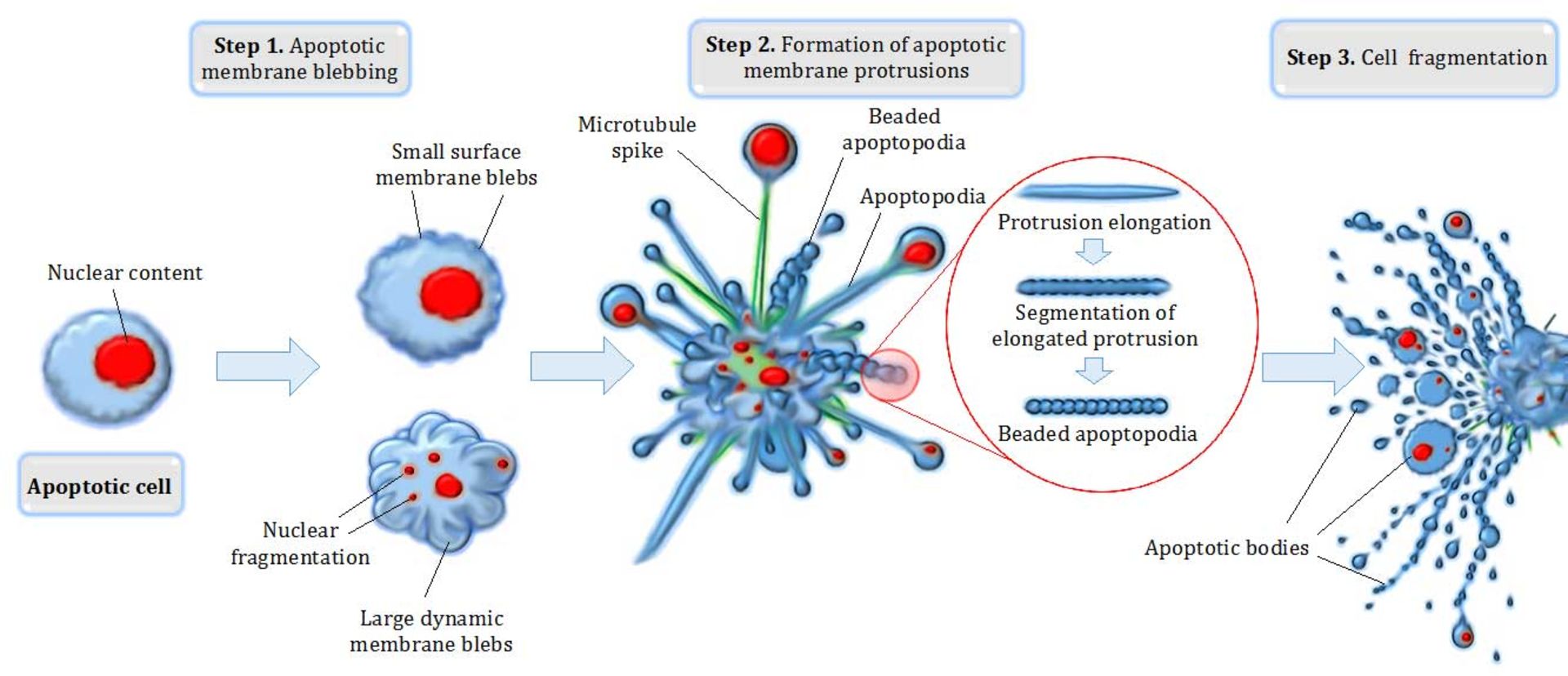 آپوپتوزیس / Apoptosis