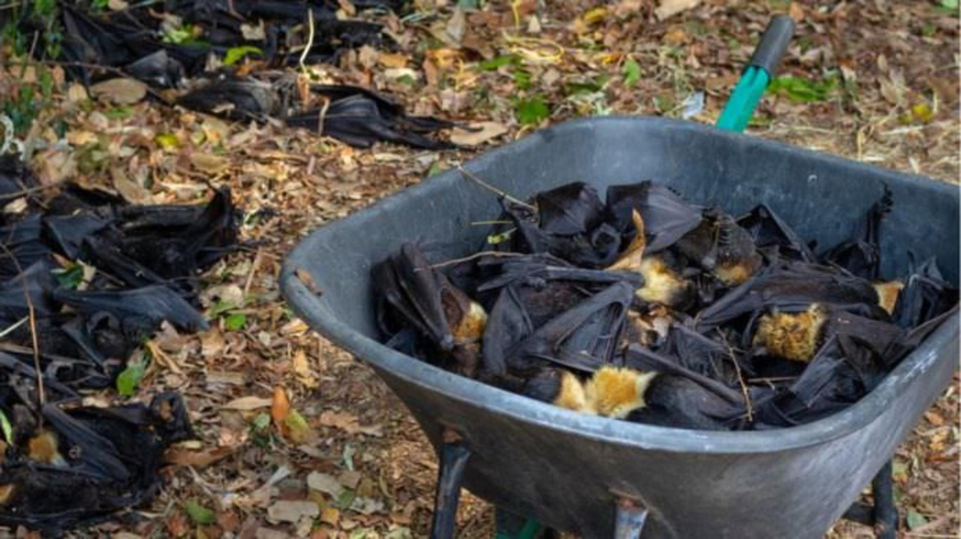 Australian Bat / خفاش استرالیایی