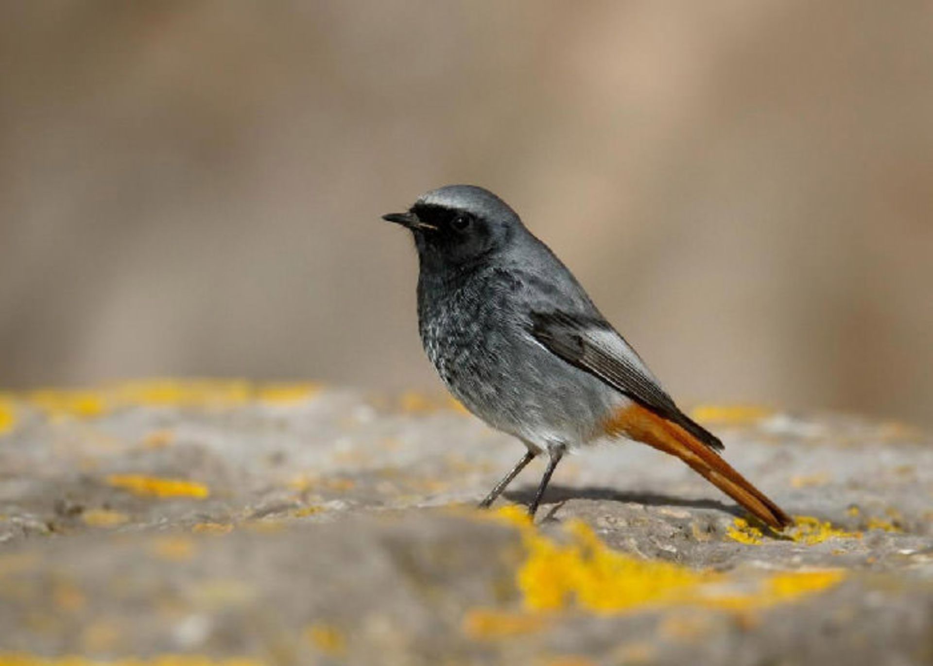 پرنده دم سرخ سیاه