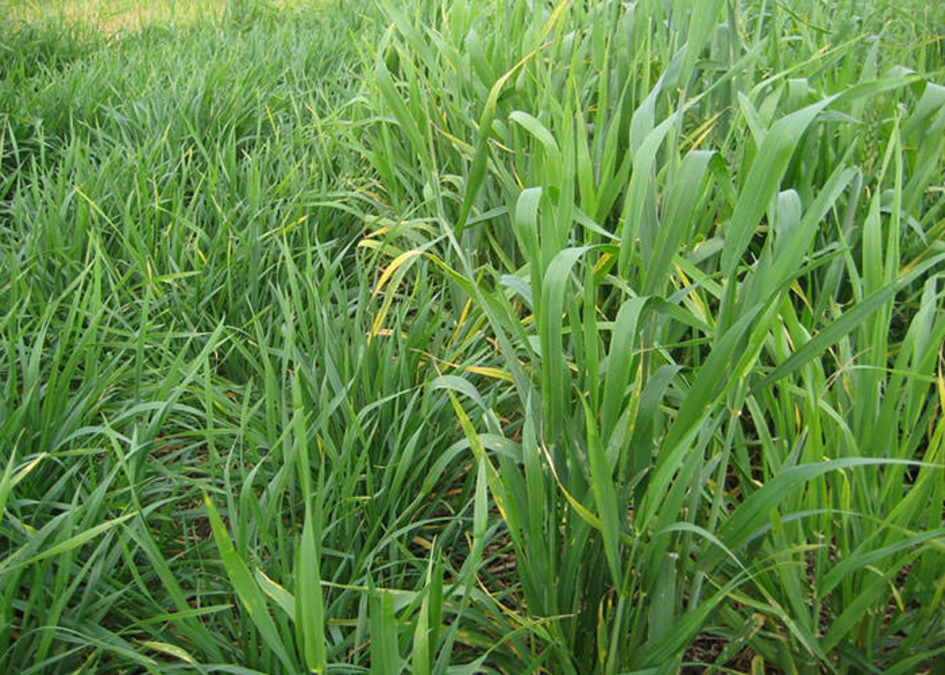 مدیریت نیتروژن خاک