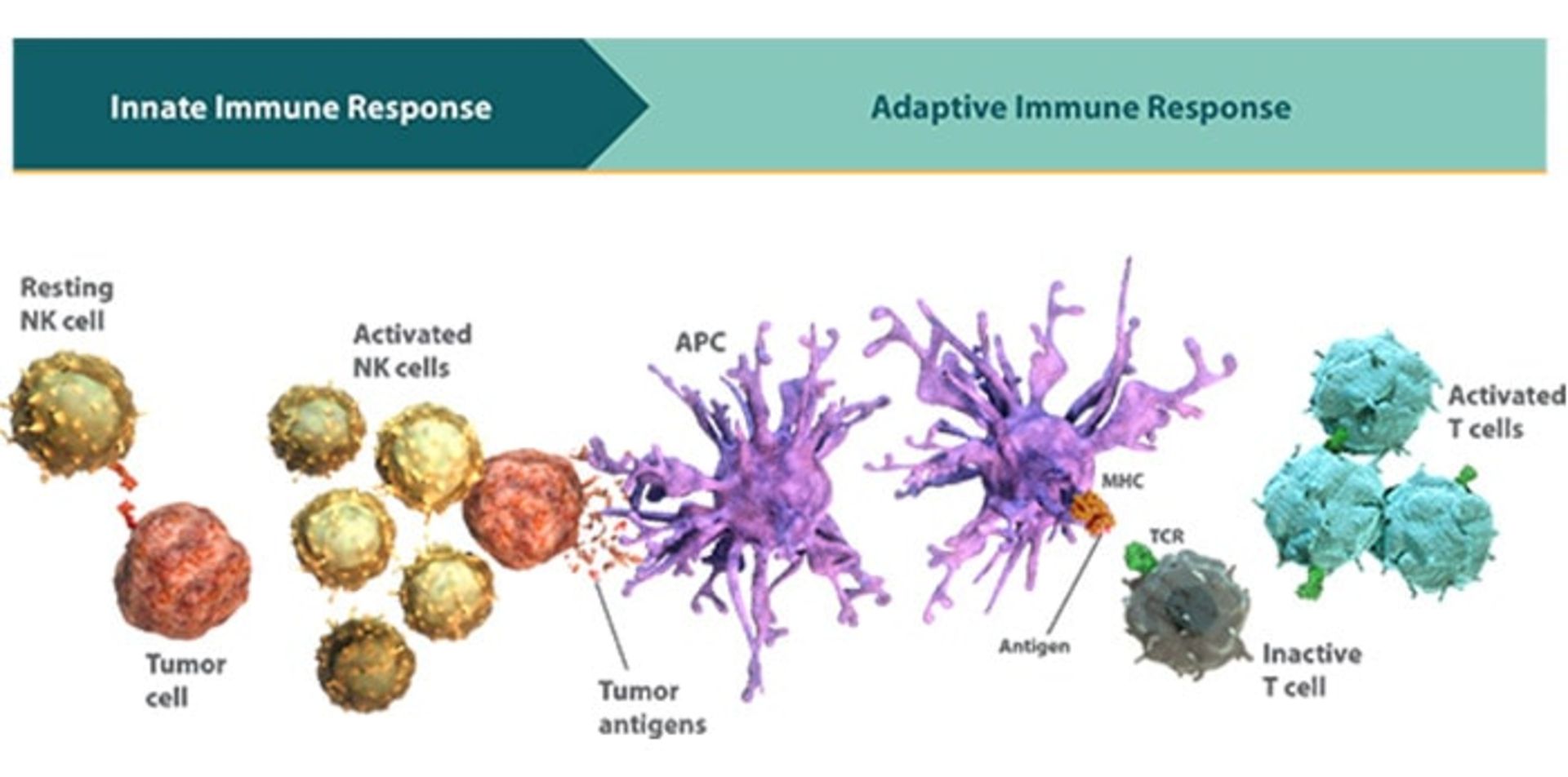 ایمنی سازشی و ذاتی در مبارزه با سرطان