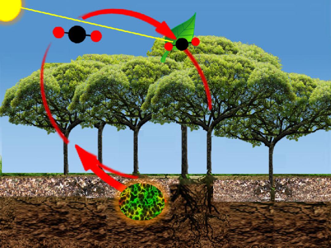 جذب کربن/ carbon uptake