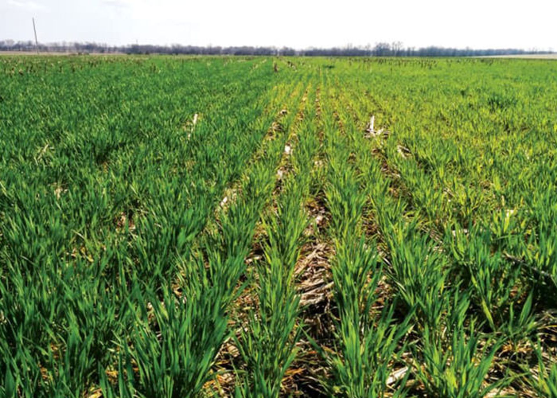 مدیریت نیتروژن خاک