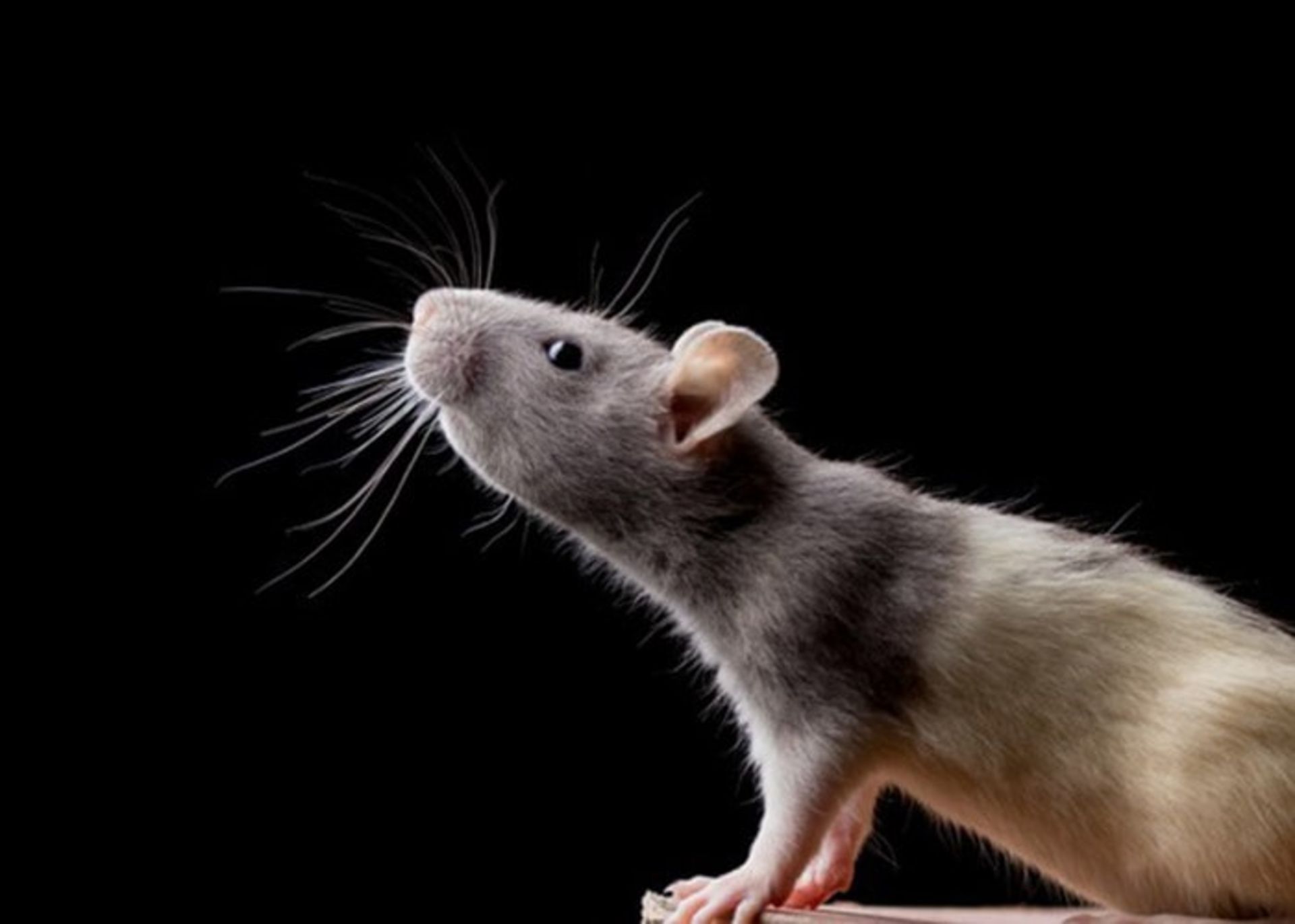 موهای روی پوزه موش