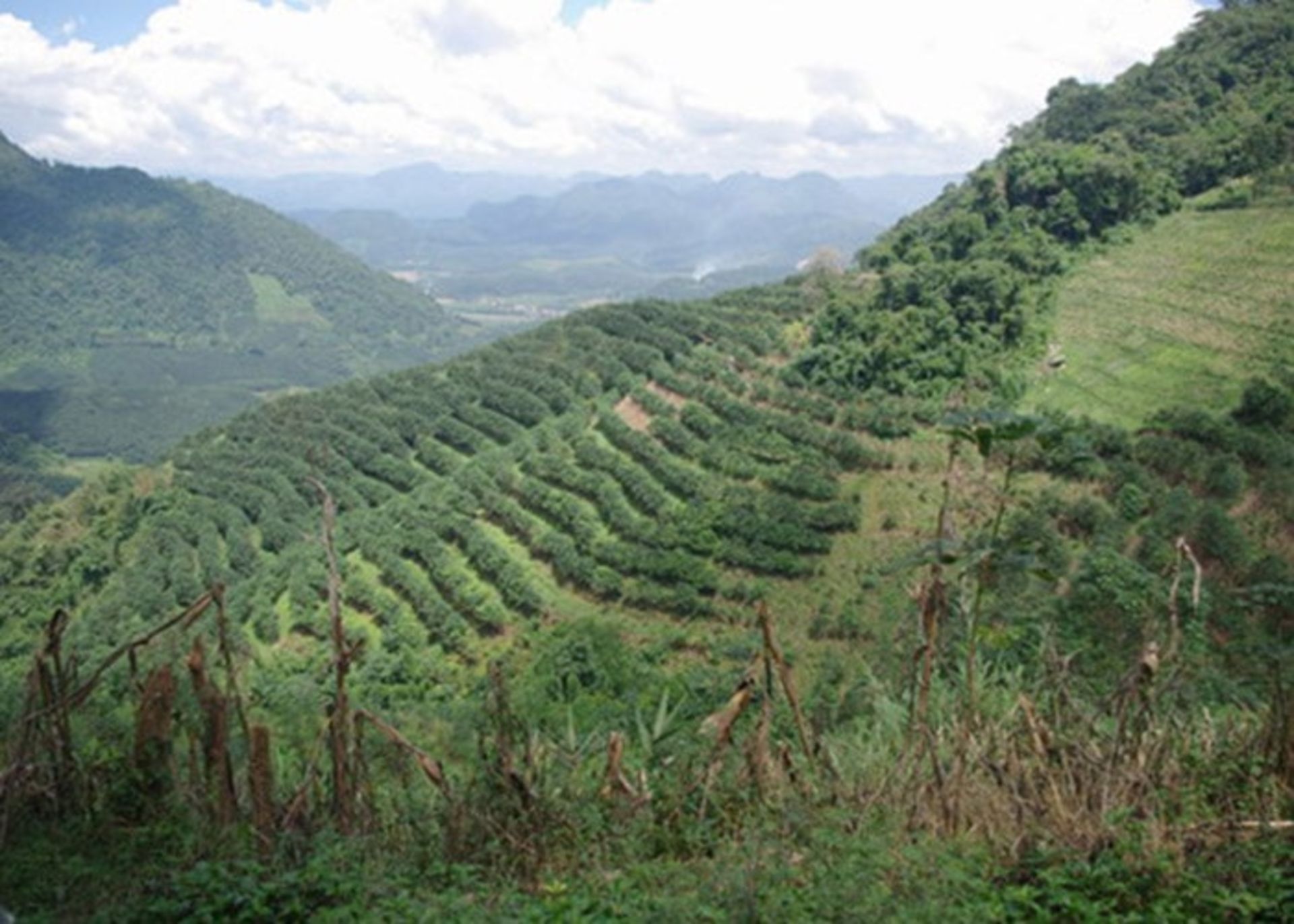 ایجاد جنگل در چین