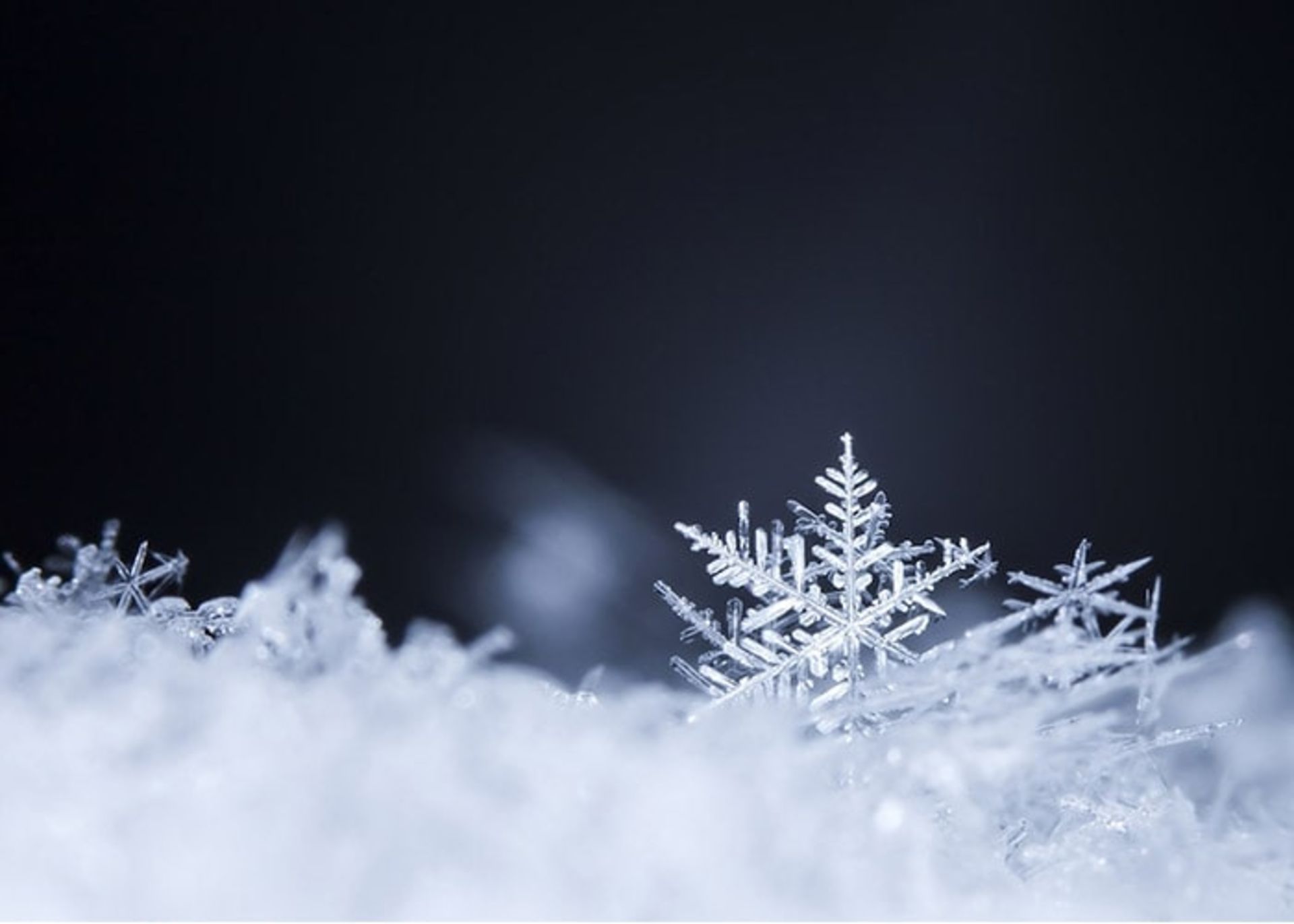 دانه های برف