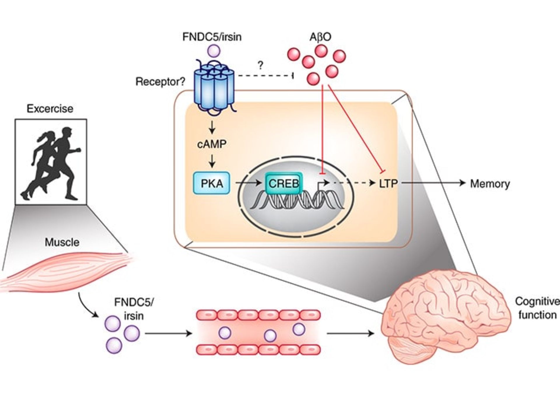 تاثیر ورزش روی مغز