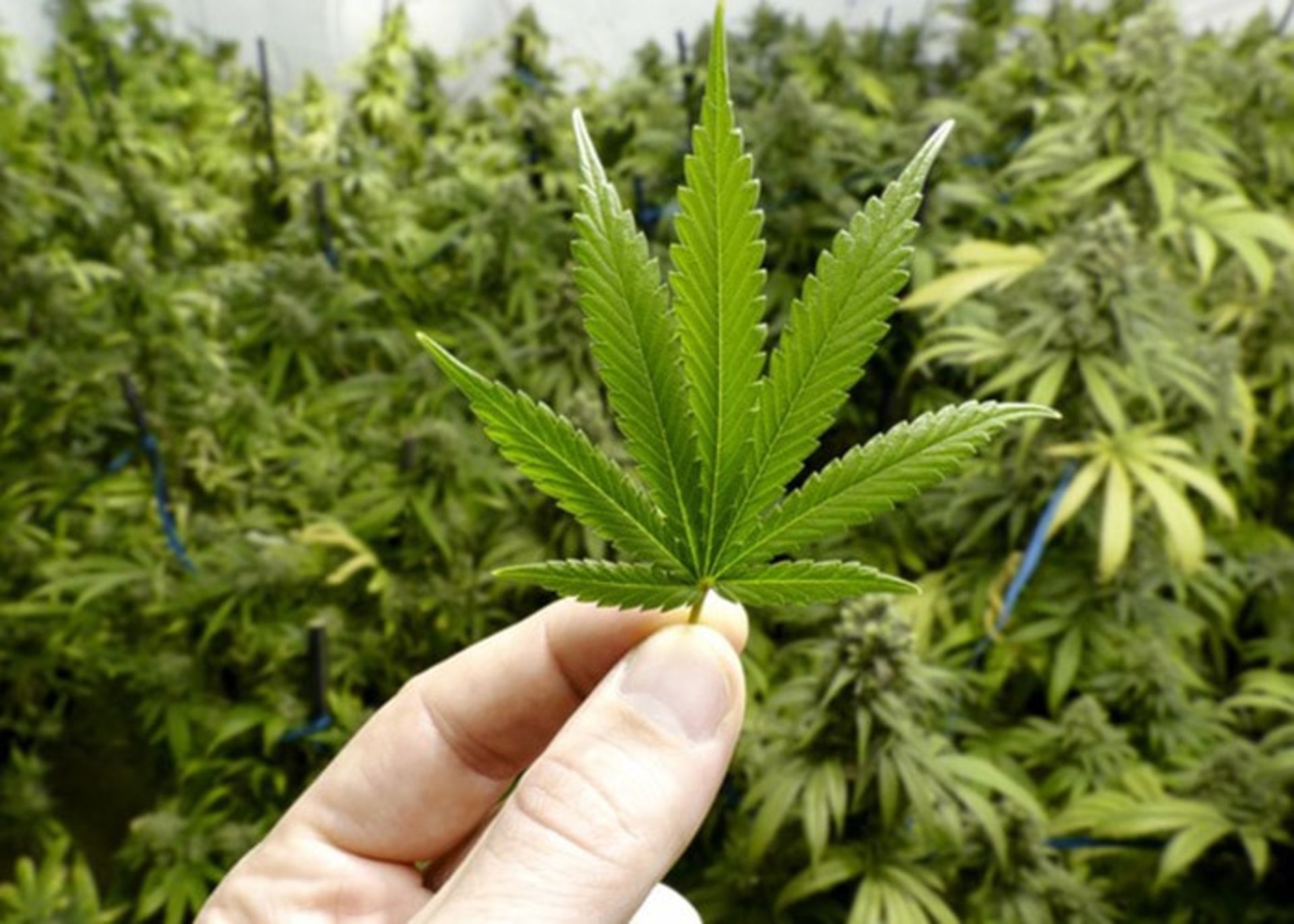 کانابیس - شاهدانه