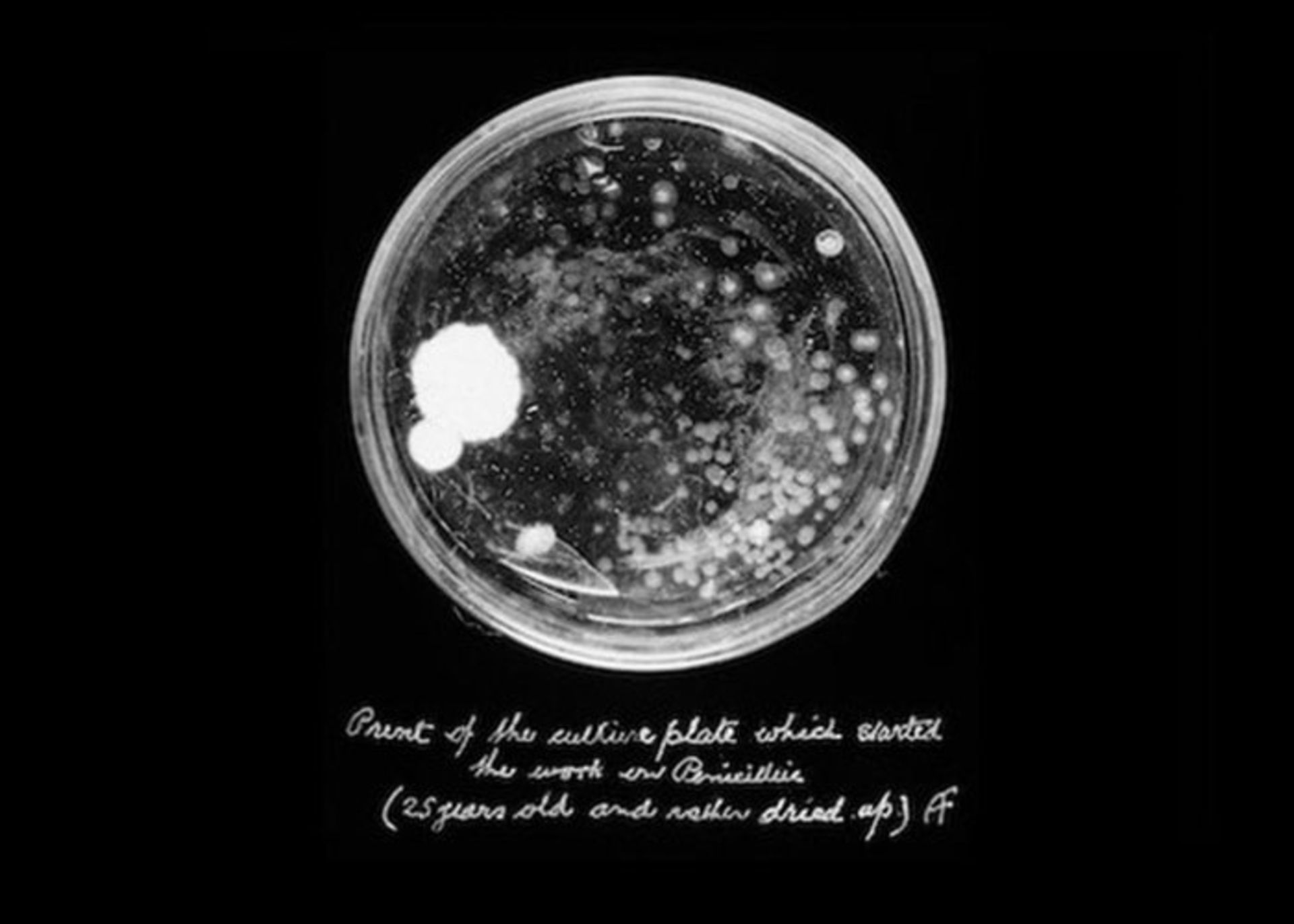 پتری دیش فلمینگ