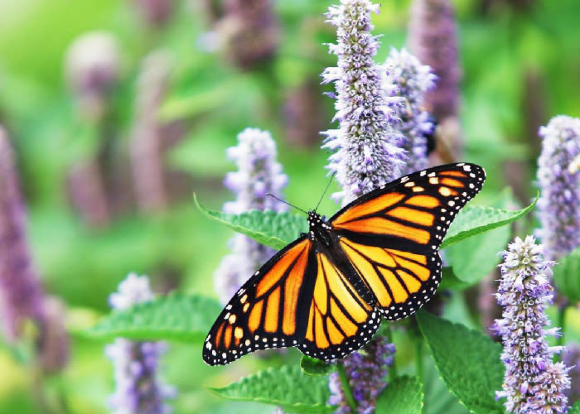 پروانه ی شهریار