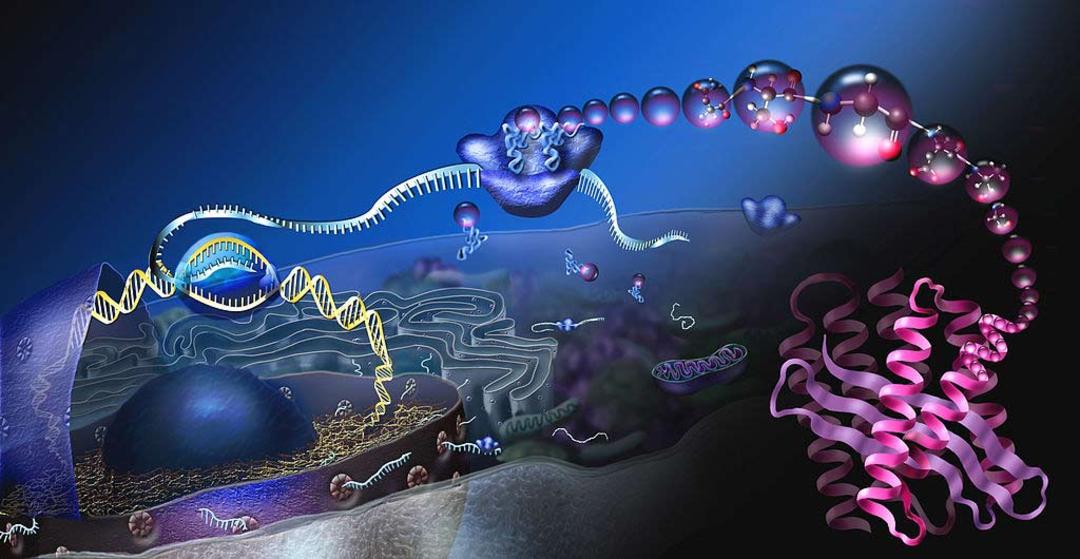 سلولی مولکولی / CELL molecular
