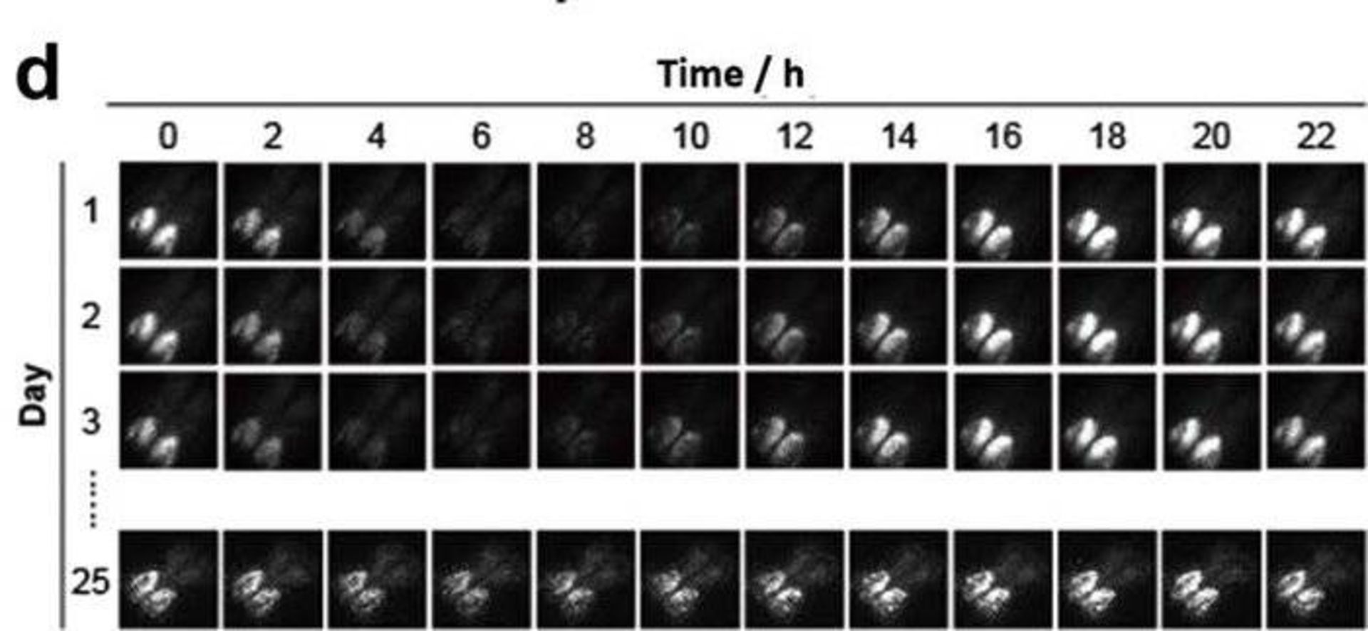کشت بافت مغز موش خارج از بدن