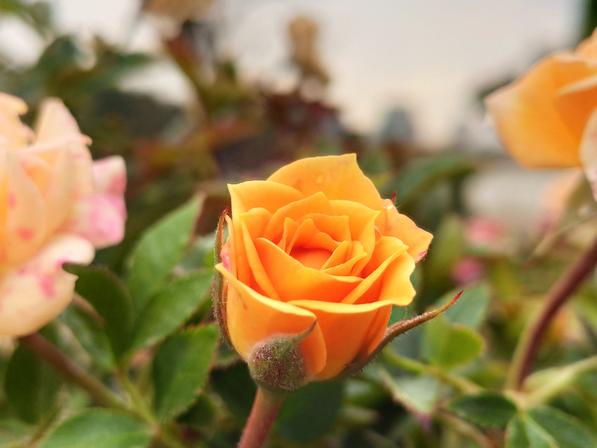 نمونه‌عکس می 9 تی پرو 