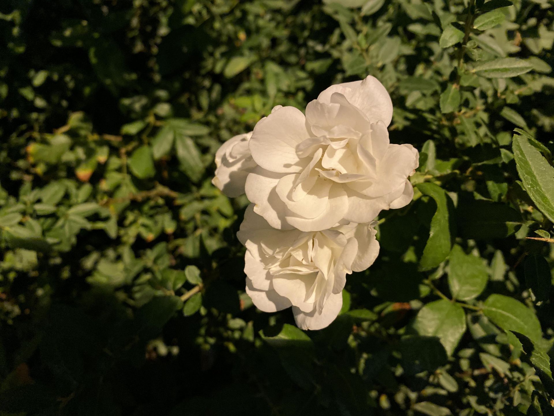 iPhone 11 Pro Camera Samples Night