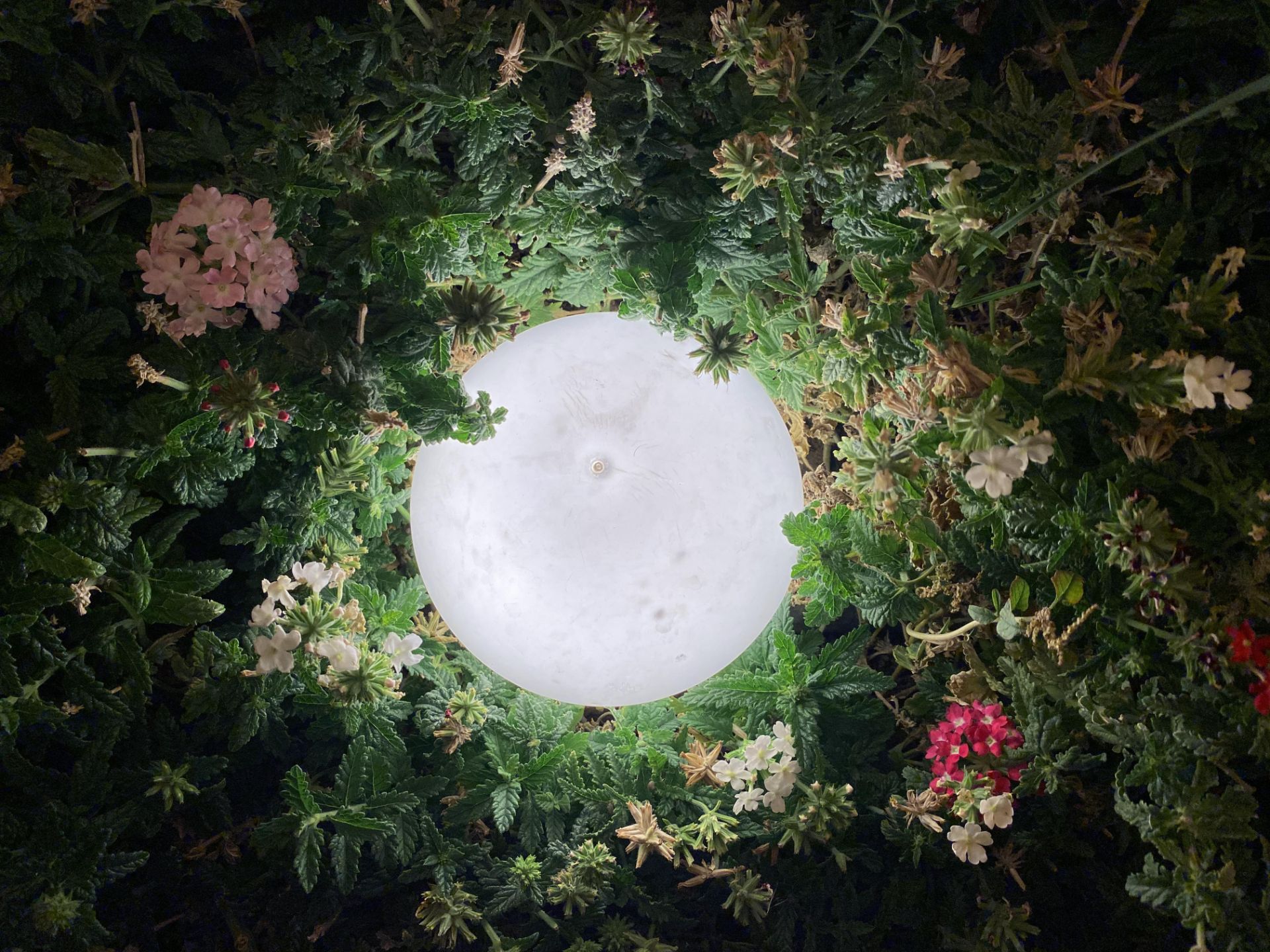 iPhone 11 Pro Camera Samples Night