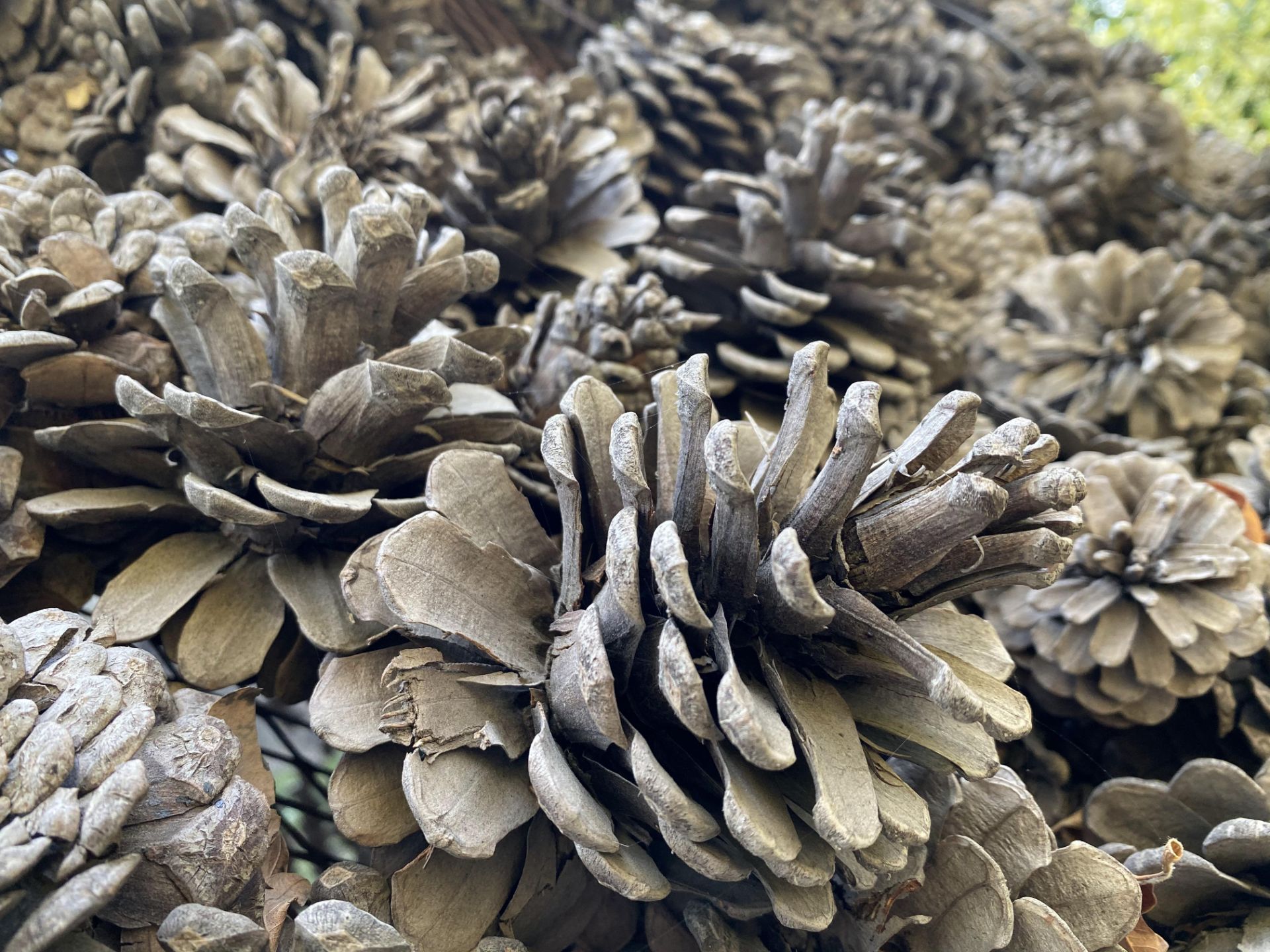 iPhone 11 Pro Camera Samples Day