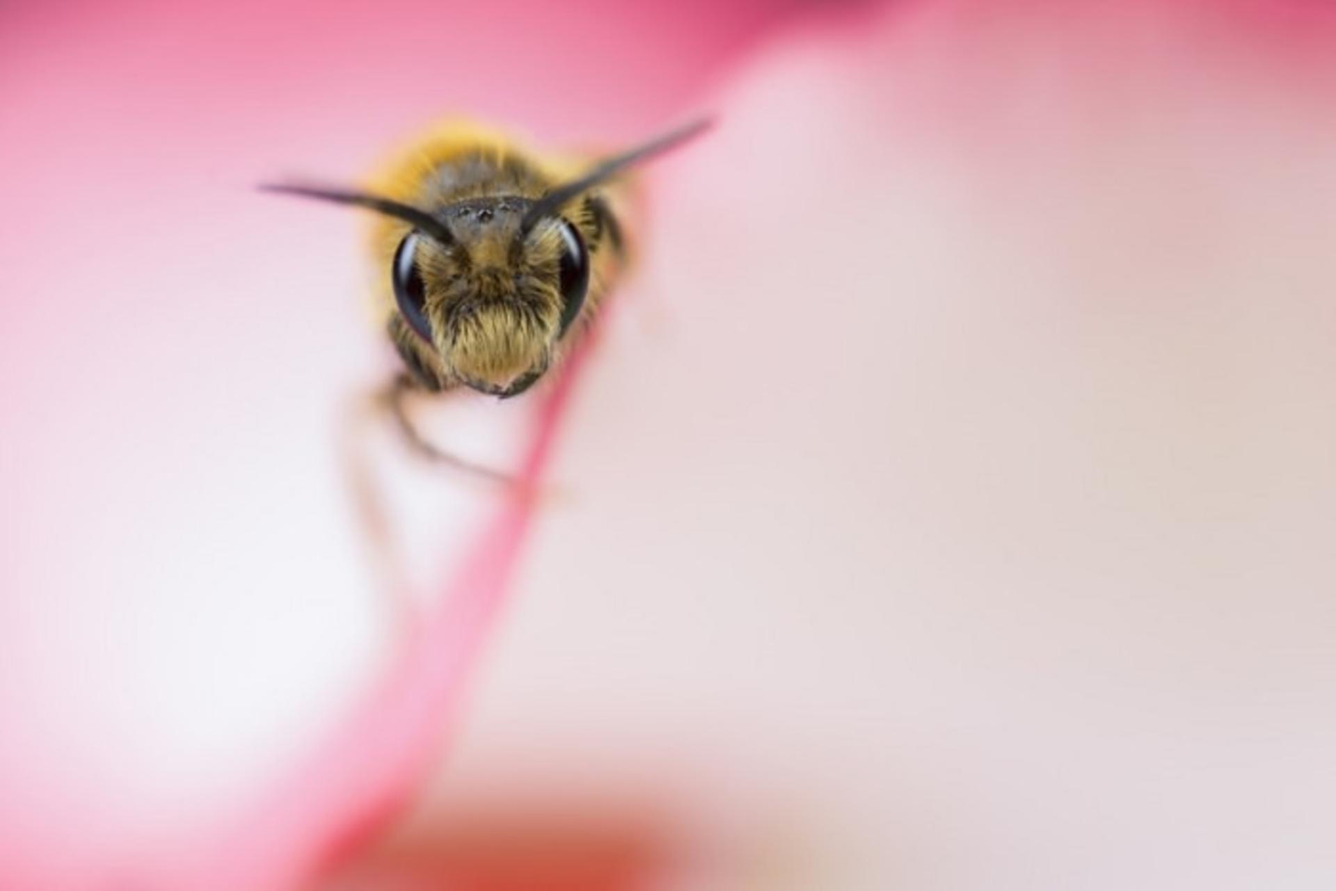 Matt doogue/nature photography/عکاسی طبیعت