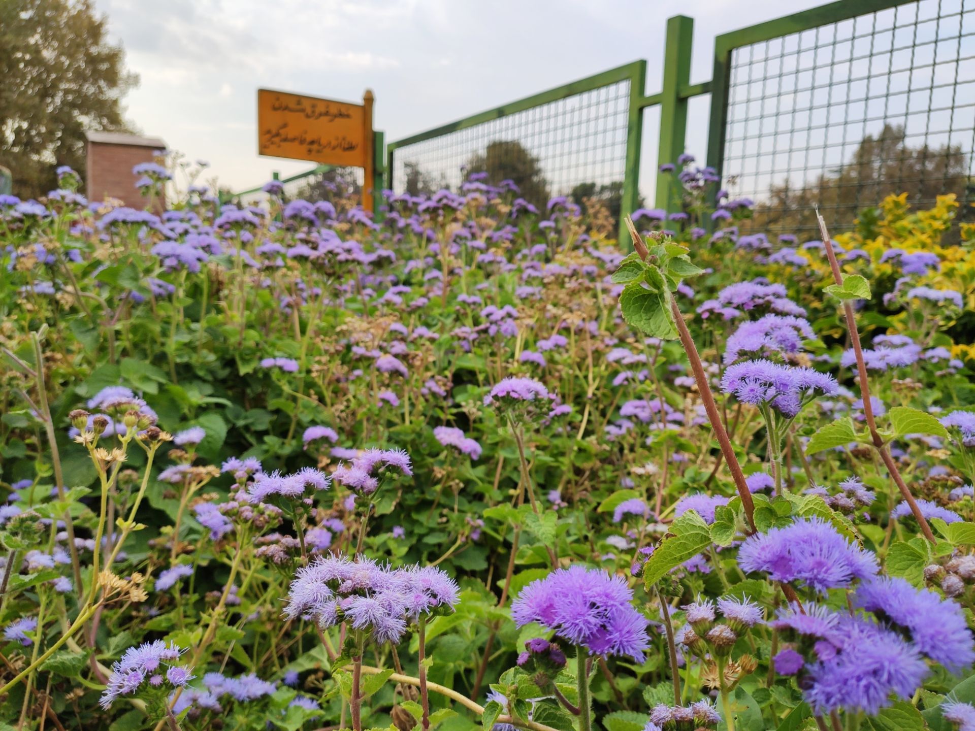 نمونه‌عکس می 9 تی پرو 