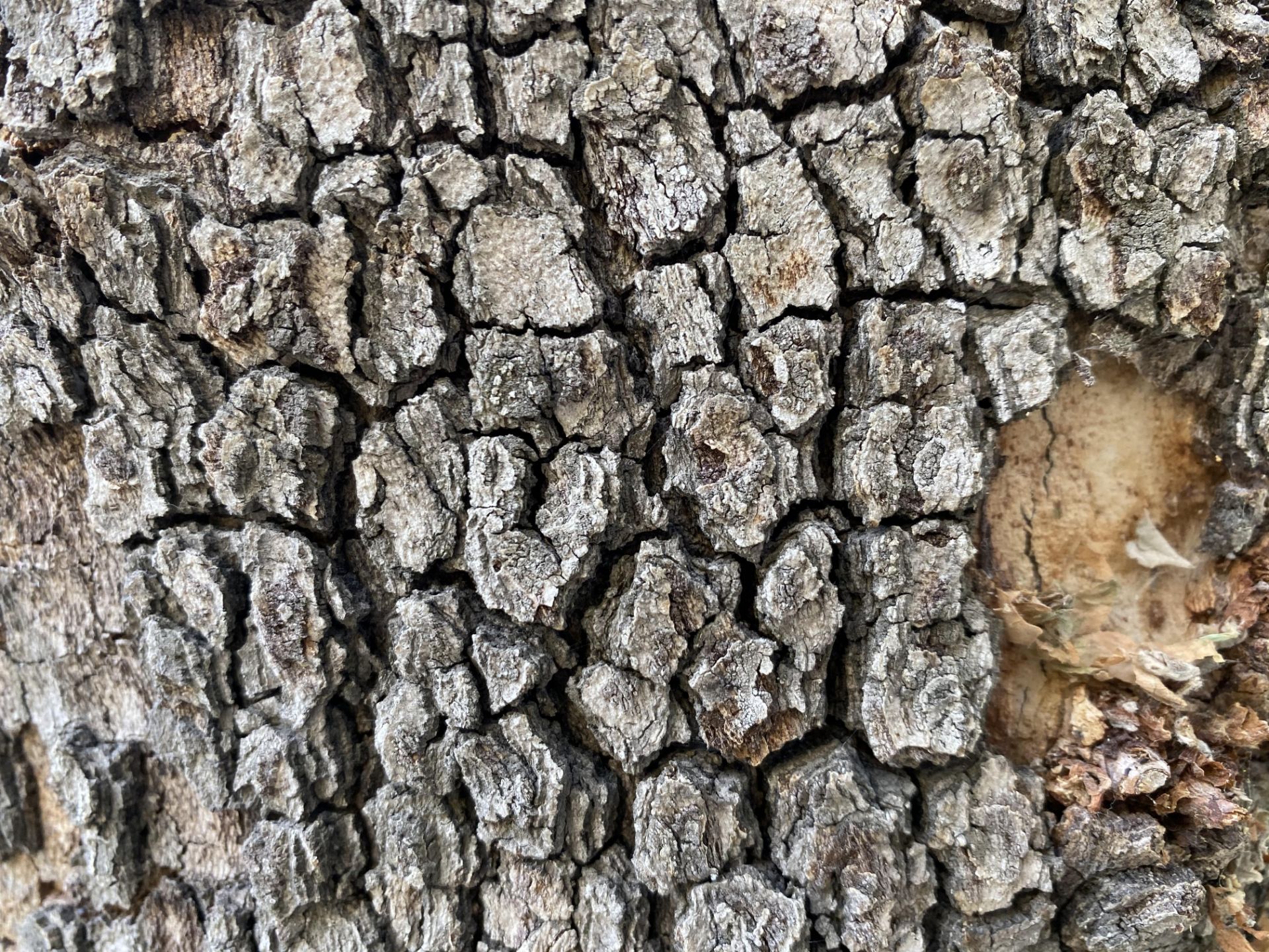 iPhone 11 Pro Camera Samples Day