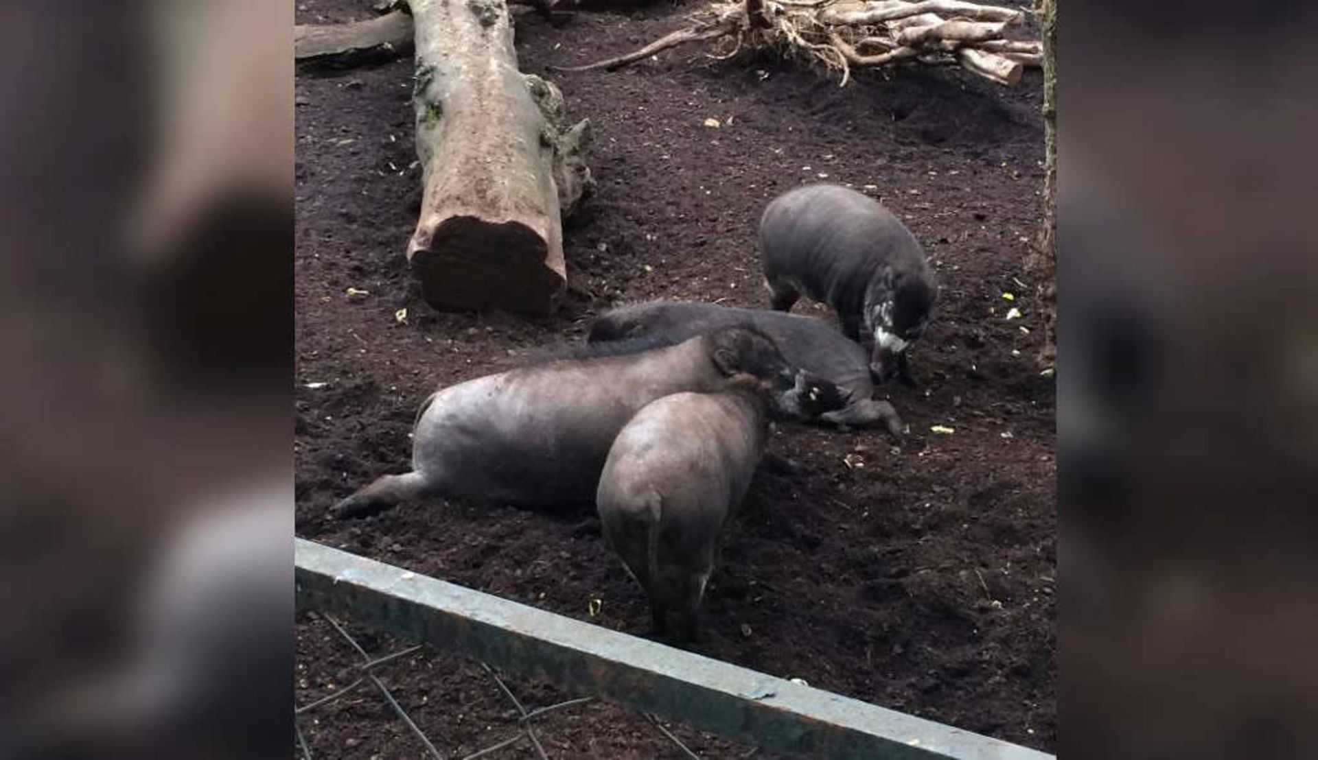 تصاویر بی‌سابقه‌ای که حاکی از استفاده خوک‌ها از ابزار است