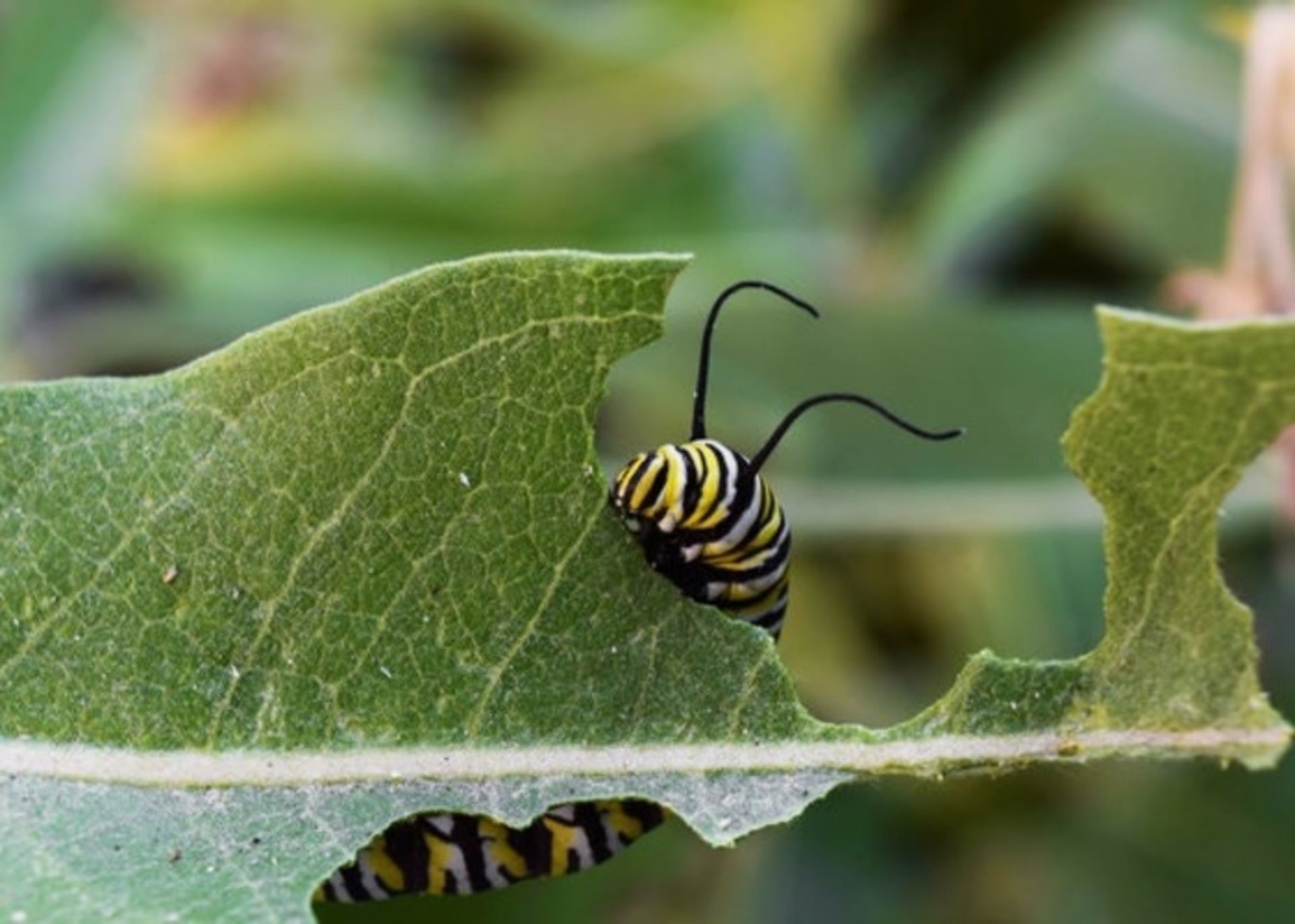 پروانه مونارک