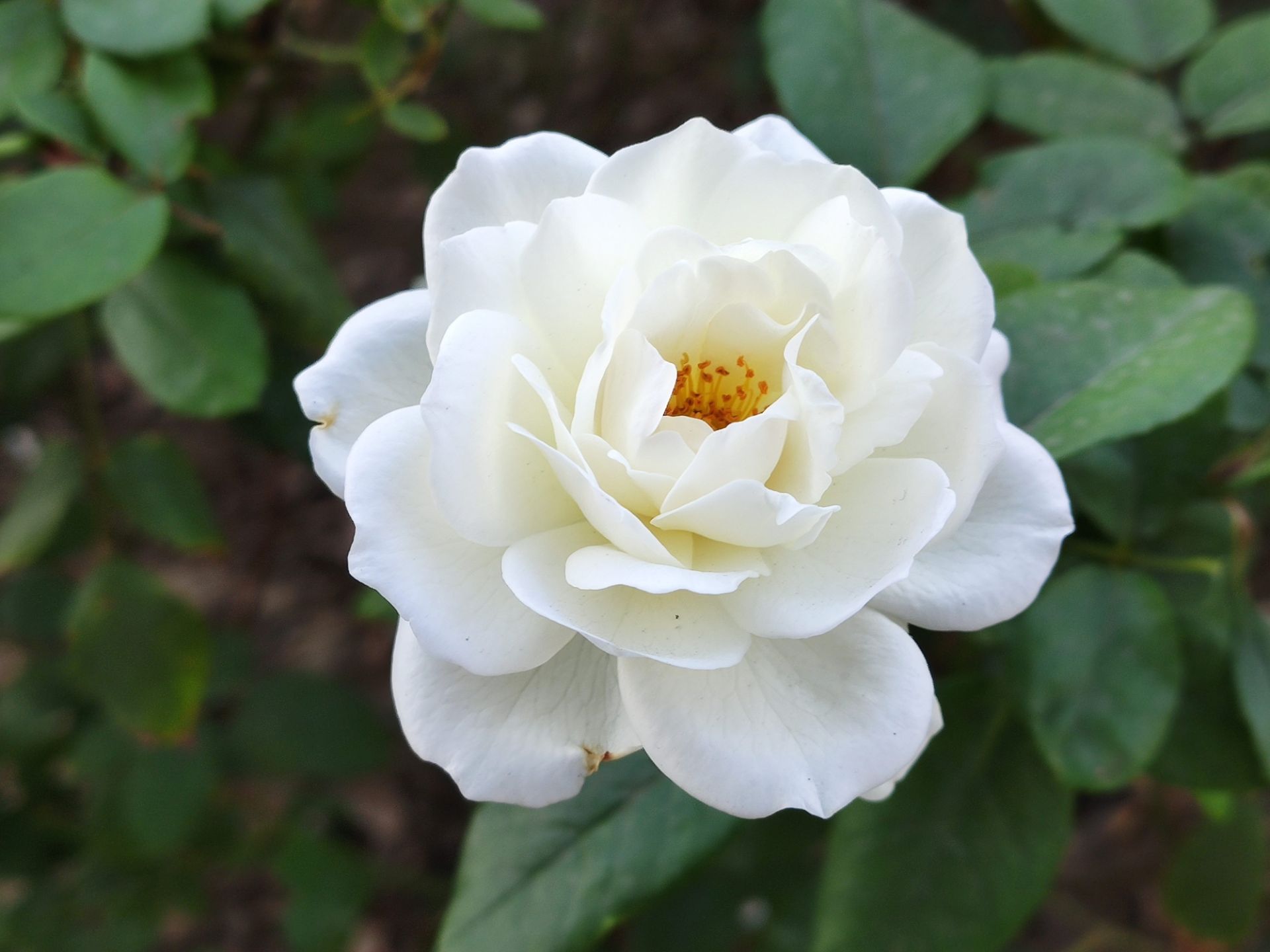 نمونه‌عکس می 9 تی پرو 