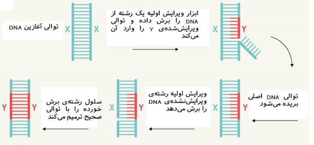 ویرایش ژنوم