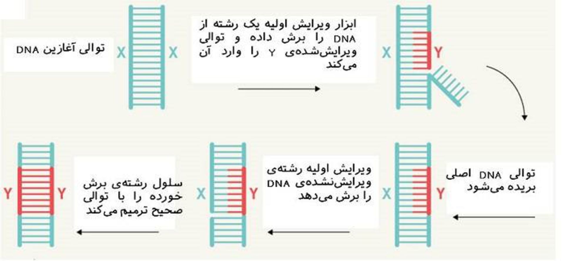 ویرایش ژنوم