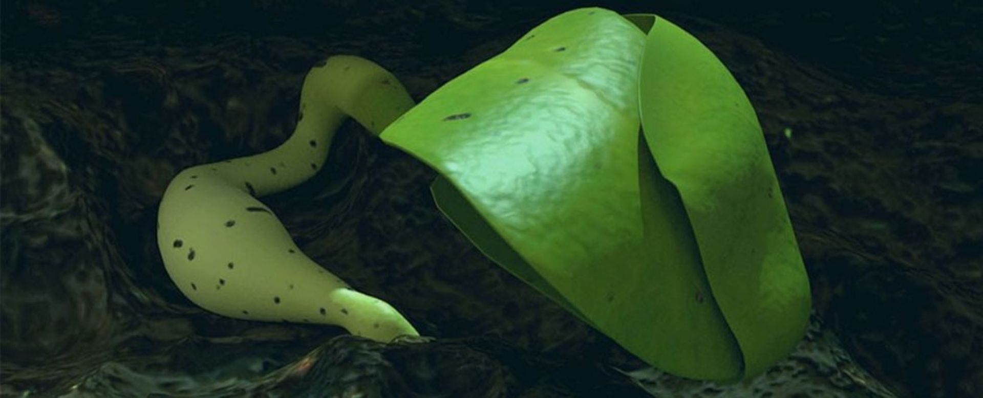 چینی‌ها با موفقیت اولین گیاه را در ماه رشد دادند