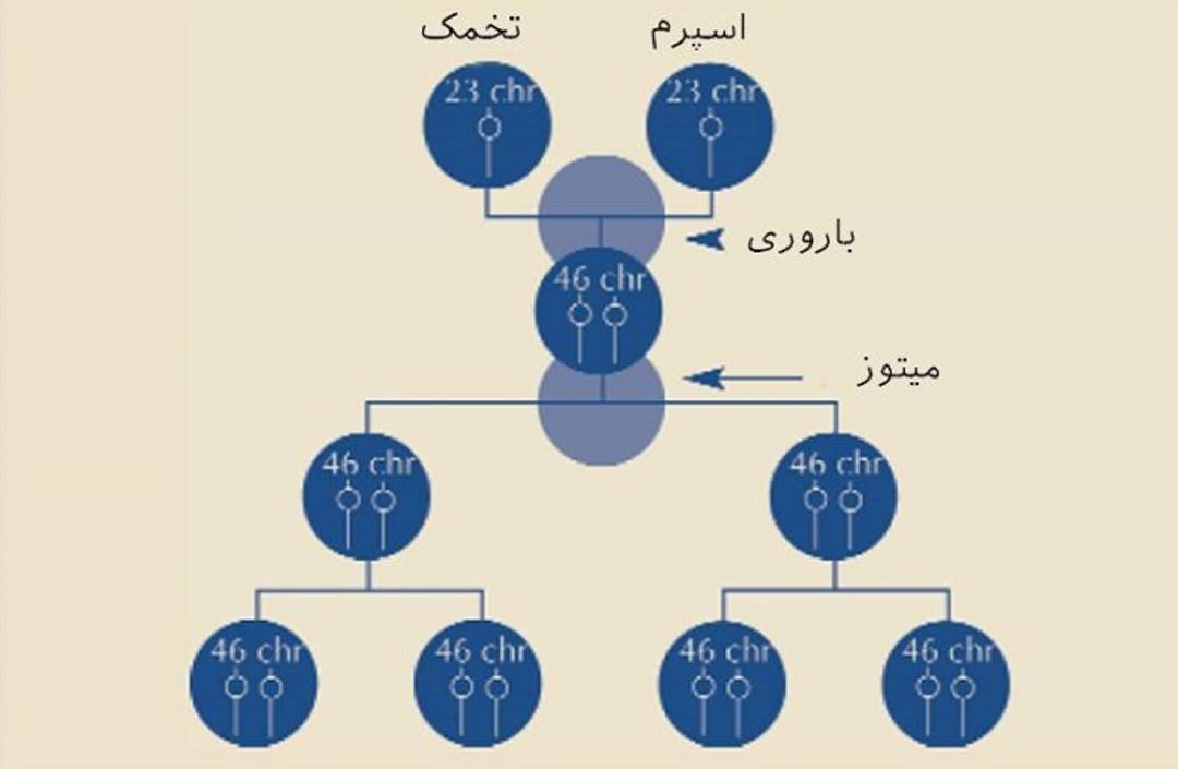 تقسیم سلولی