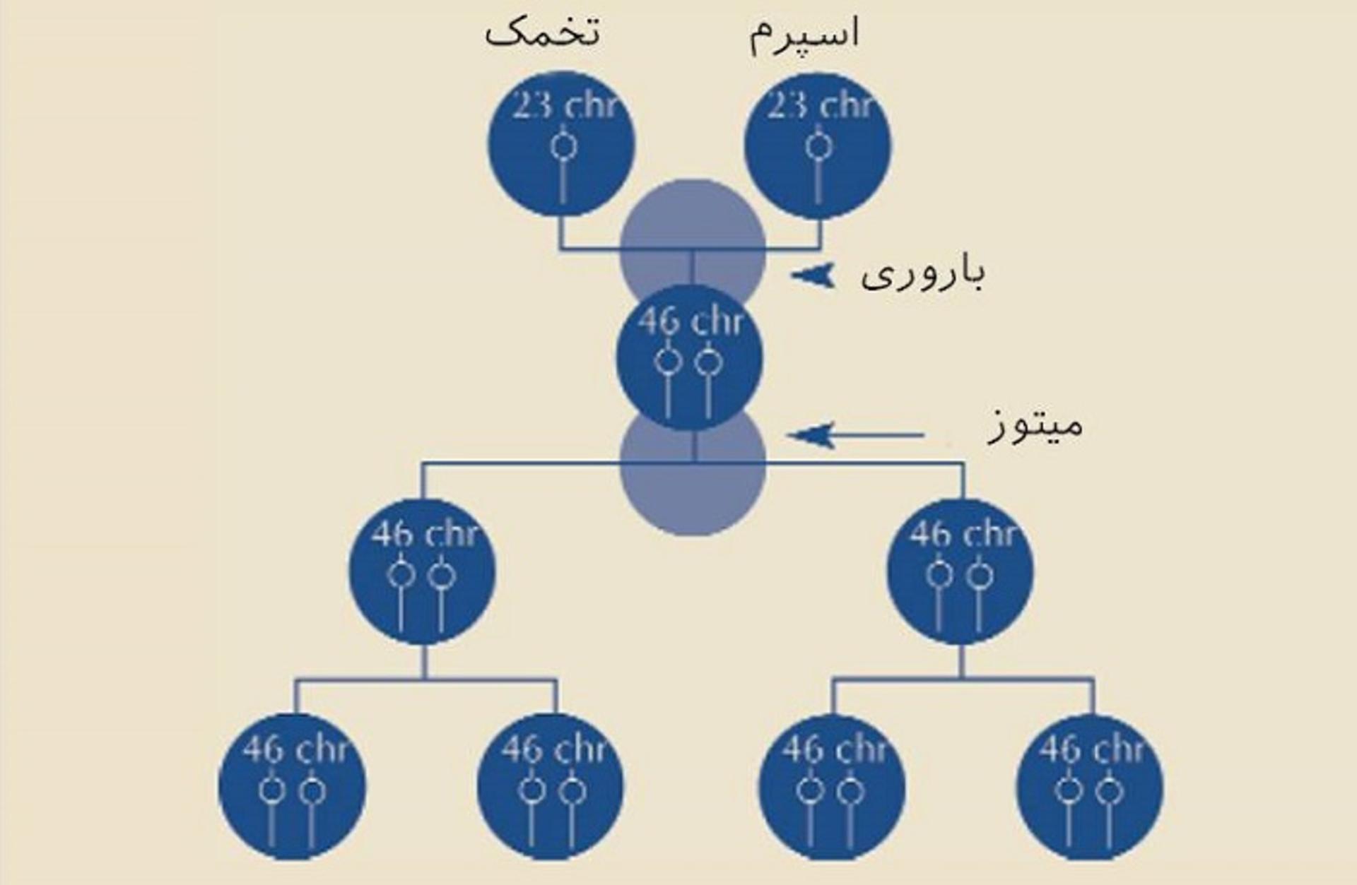 تقسیم سلولی