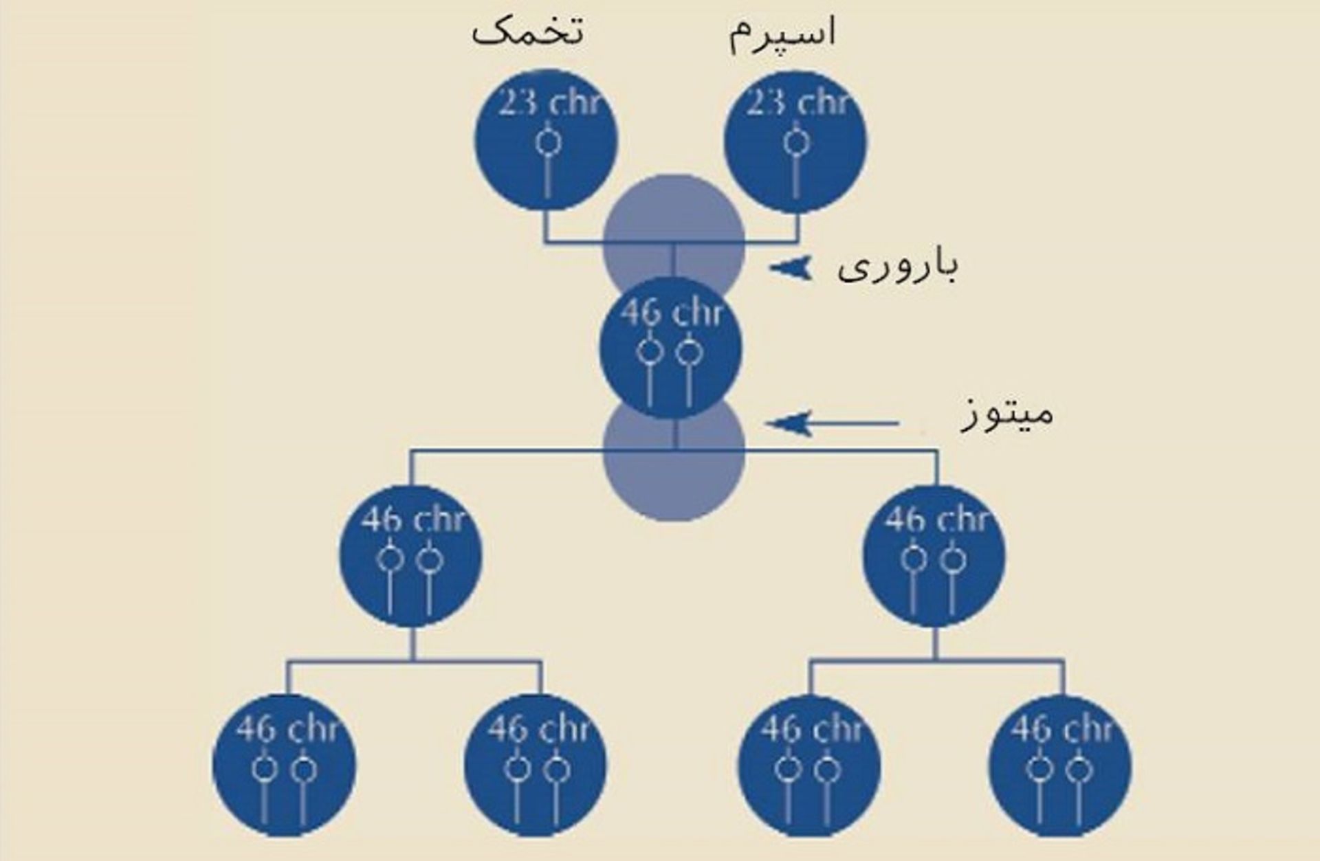 مرجع متخصصين ايران تقسيم سلولي